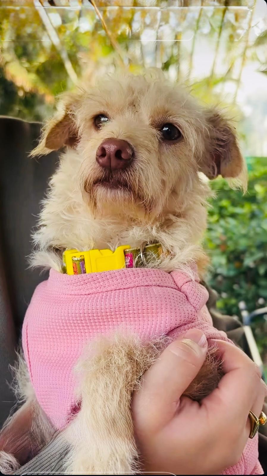 Enlarge Areli, an adopted Mixed Breed in Toronto, ON image 6/6