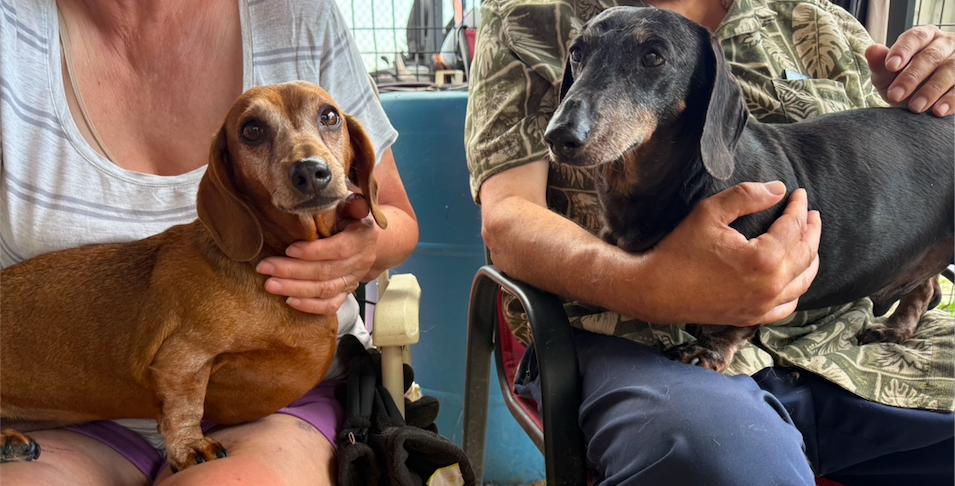 Prunelle et Stanley, Adopted, Senior Male Dachshund.