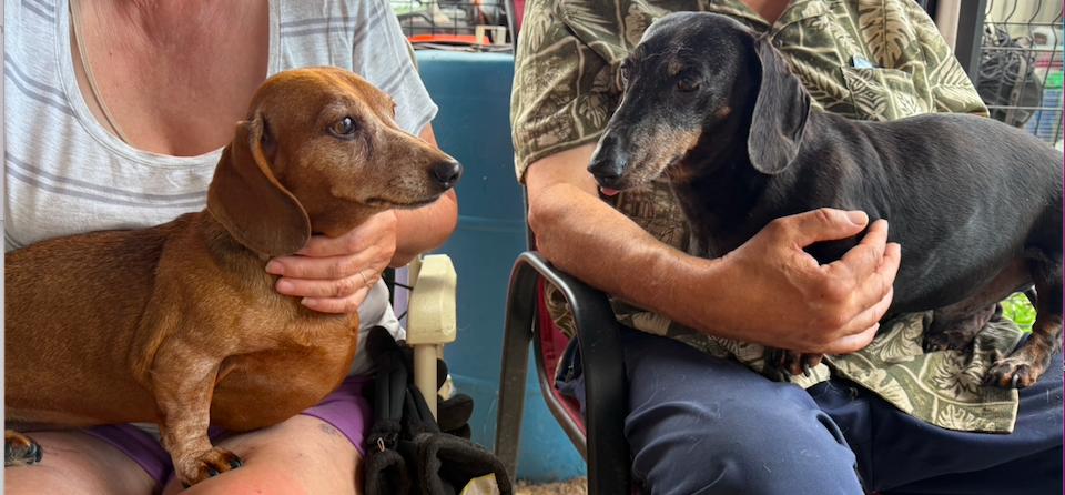 Enlarge Prunelle et Stanley, a Adopted Dachshund in St-Valerien, QC image 2/2