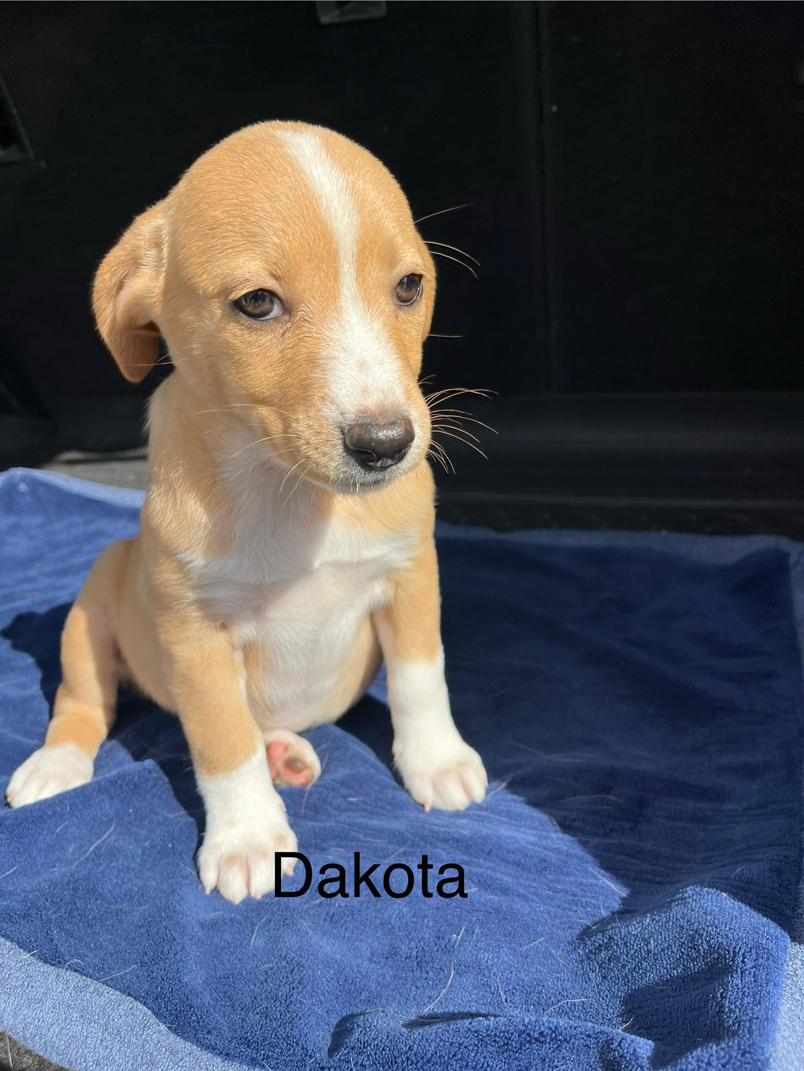 Dakota, Adoptable, Puppy Female Shepherd & Curly-Coated Retriever.