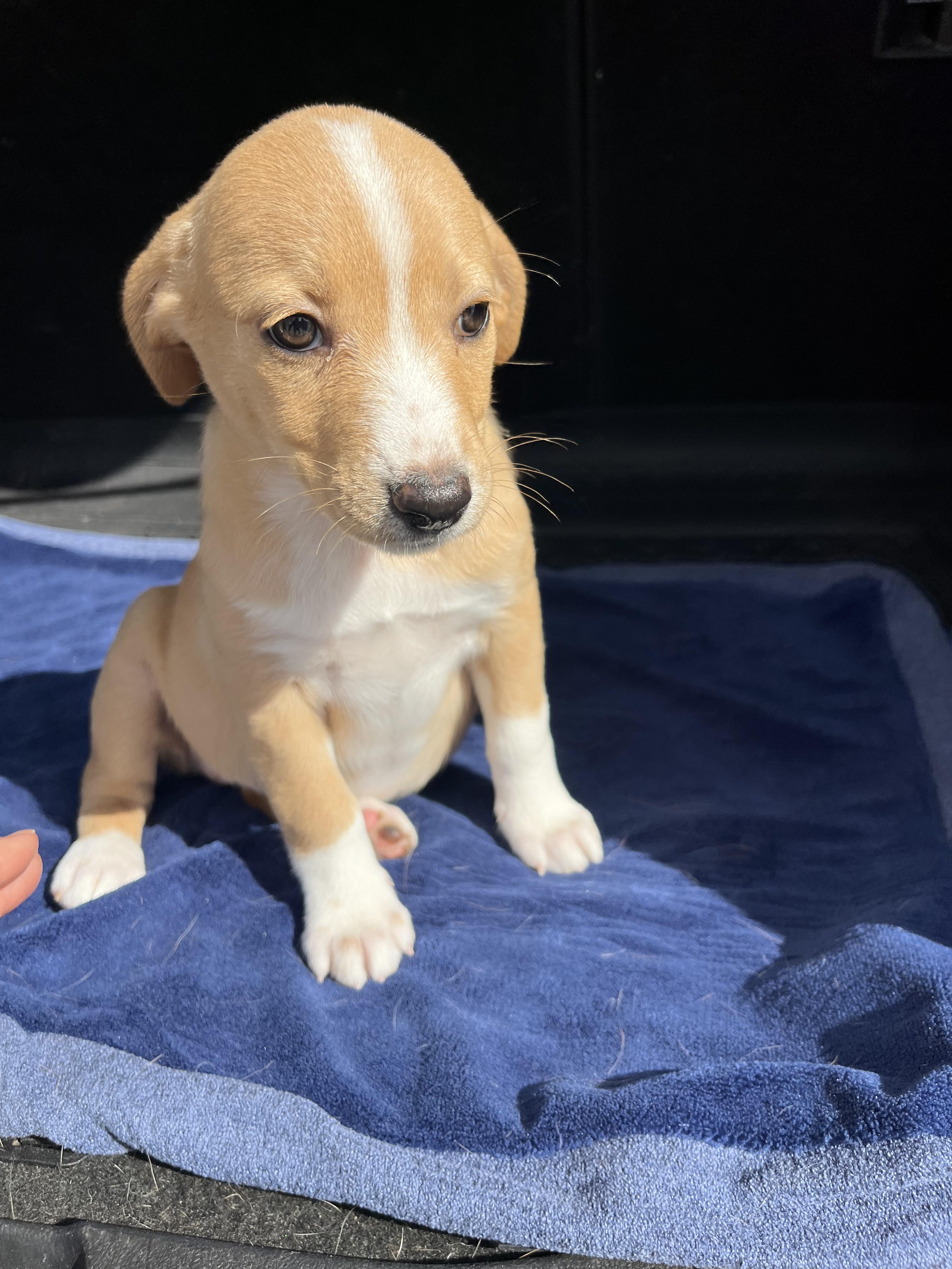 Enlarge Dakota, an adopted mixed breed in Poway, CA image 2/4