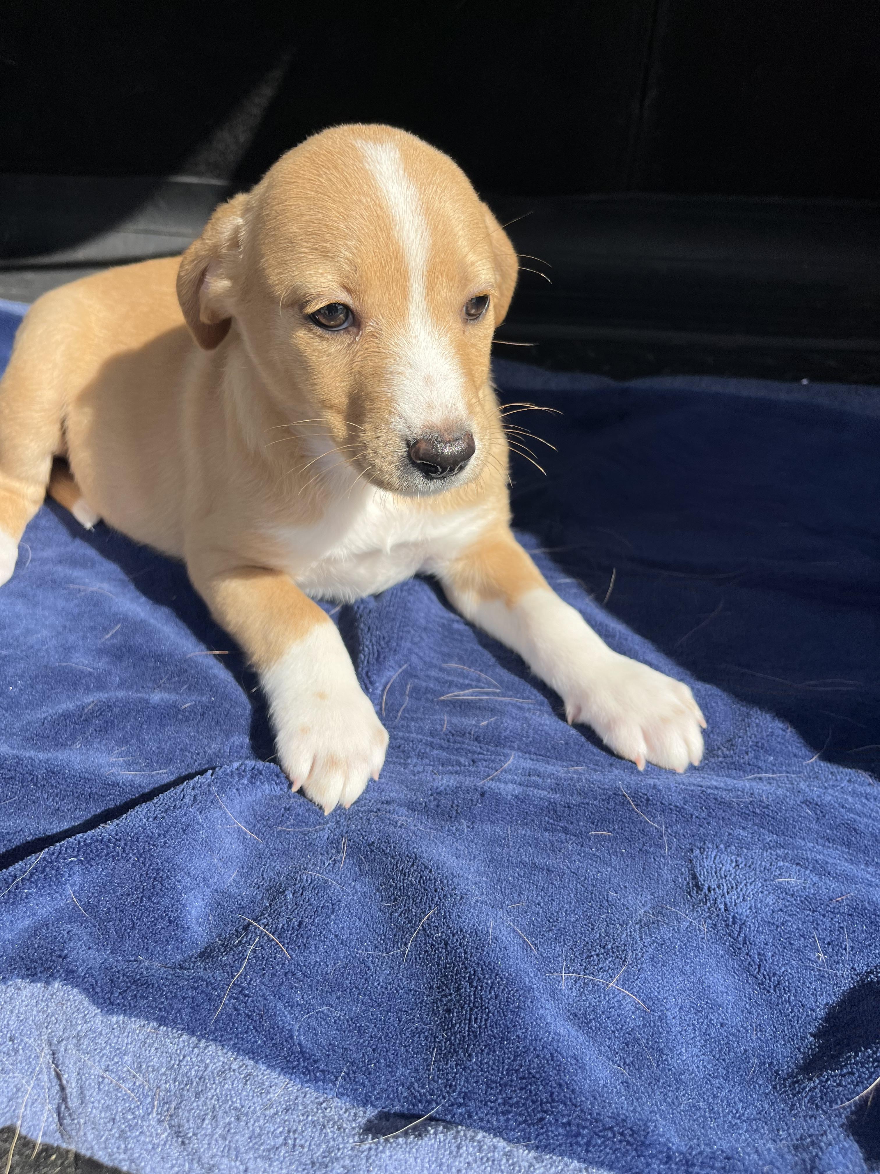 Enlarge Dakota, an adopted mixed breed in Poway, CA image 3/4