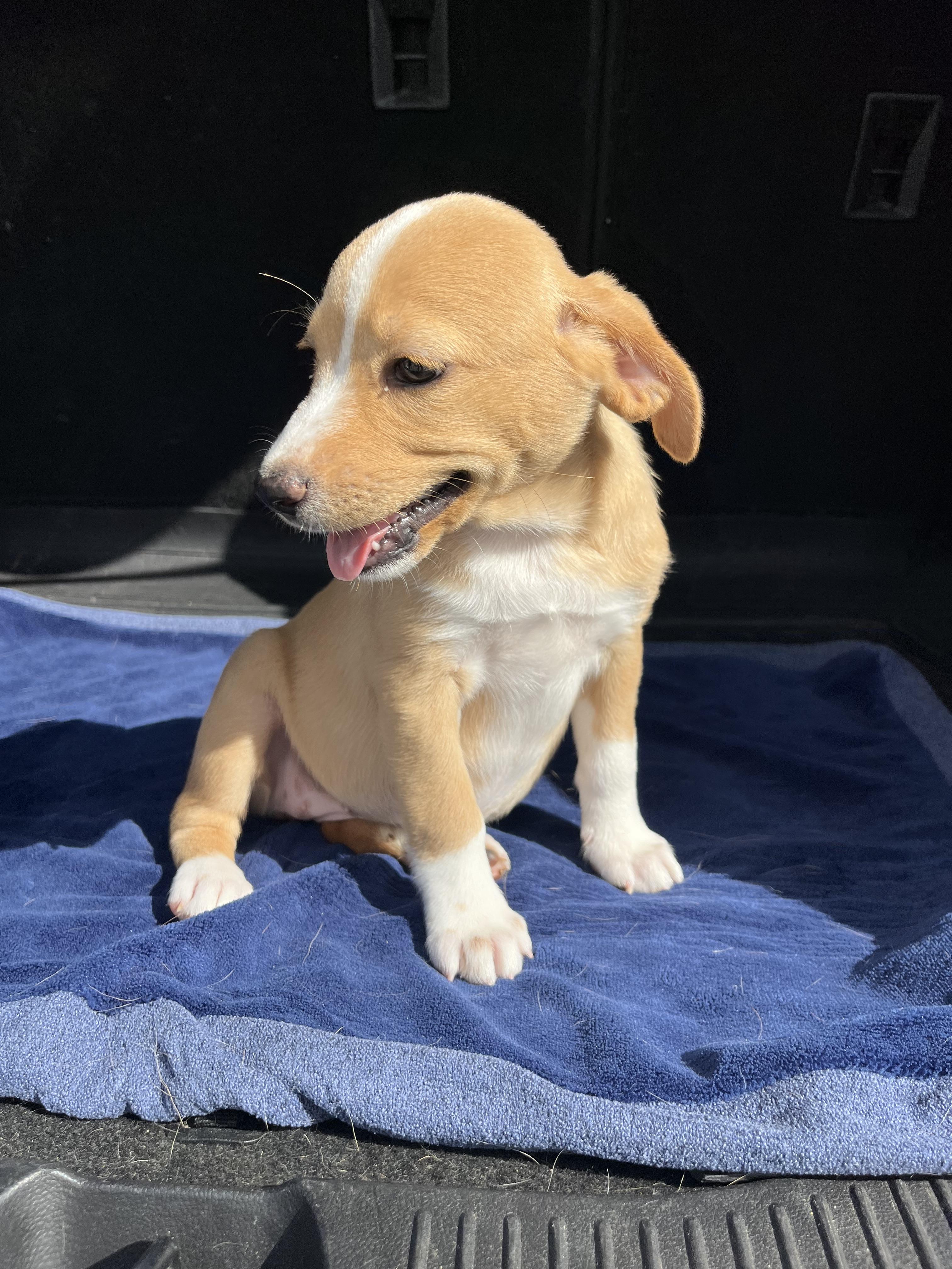 Enlarge Dakota, an adopted mixed breed in Poway, CA image 4/4