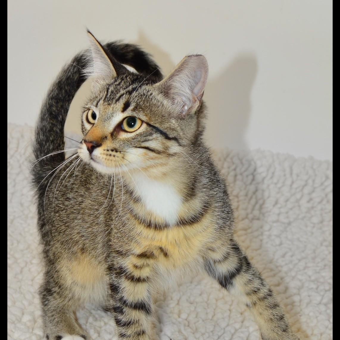 Tombo, ADOPTABLE, Kitten Male Tabby.