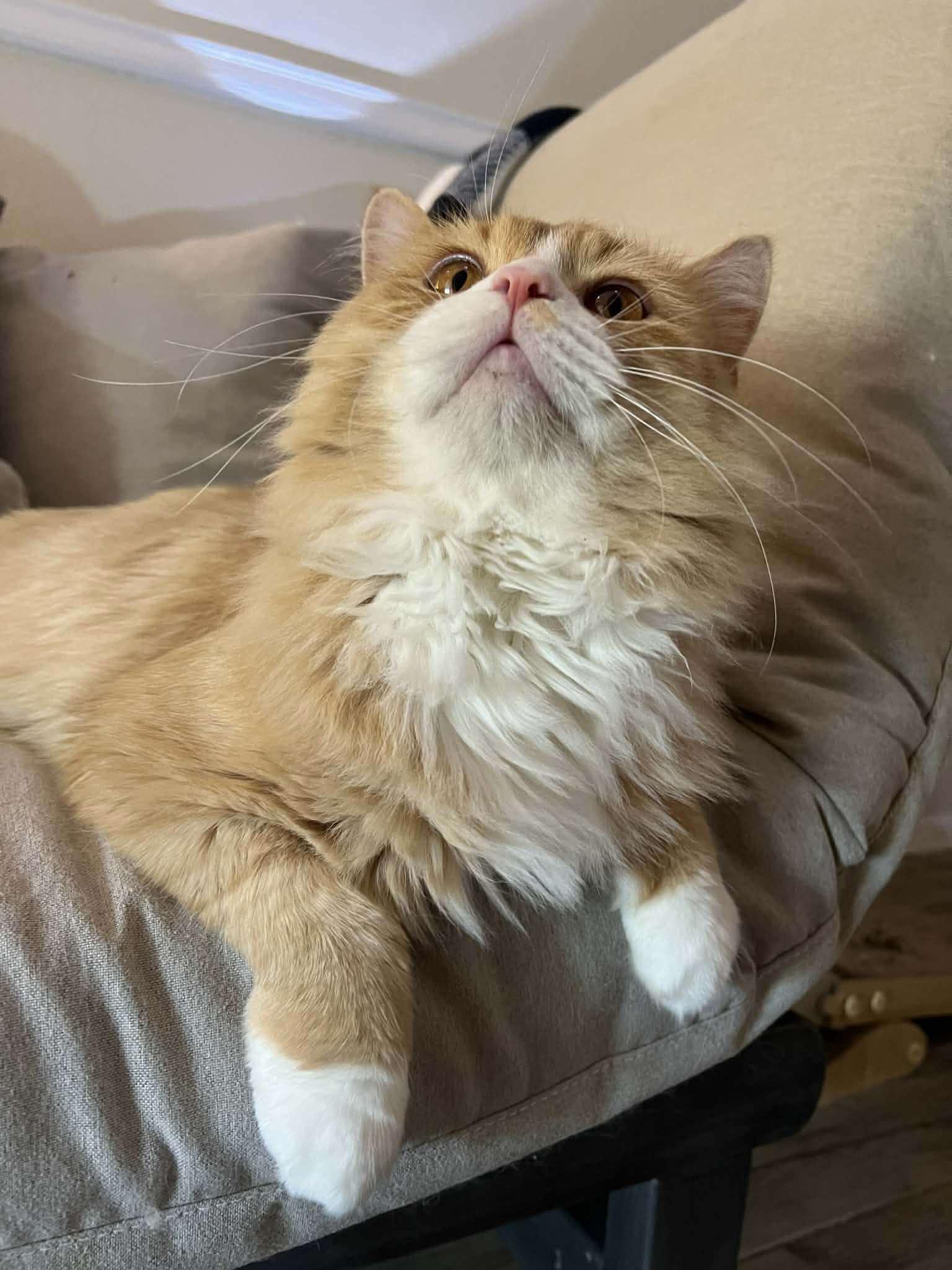 Enlarge Wrigley, a ADOPTABLE mixed breed in Ennis, TX image 3/5