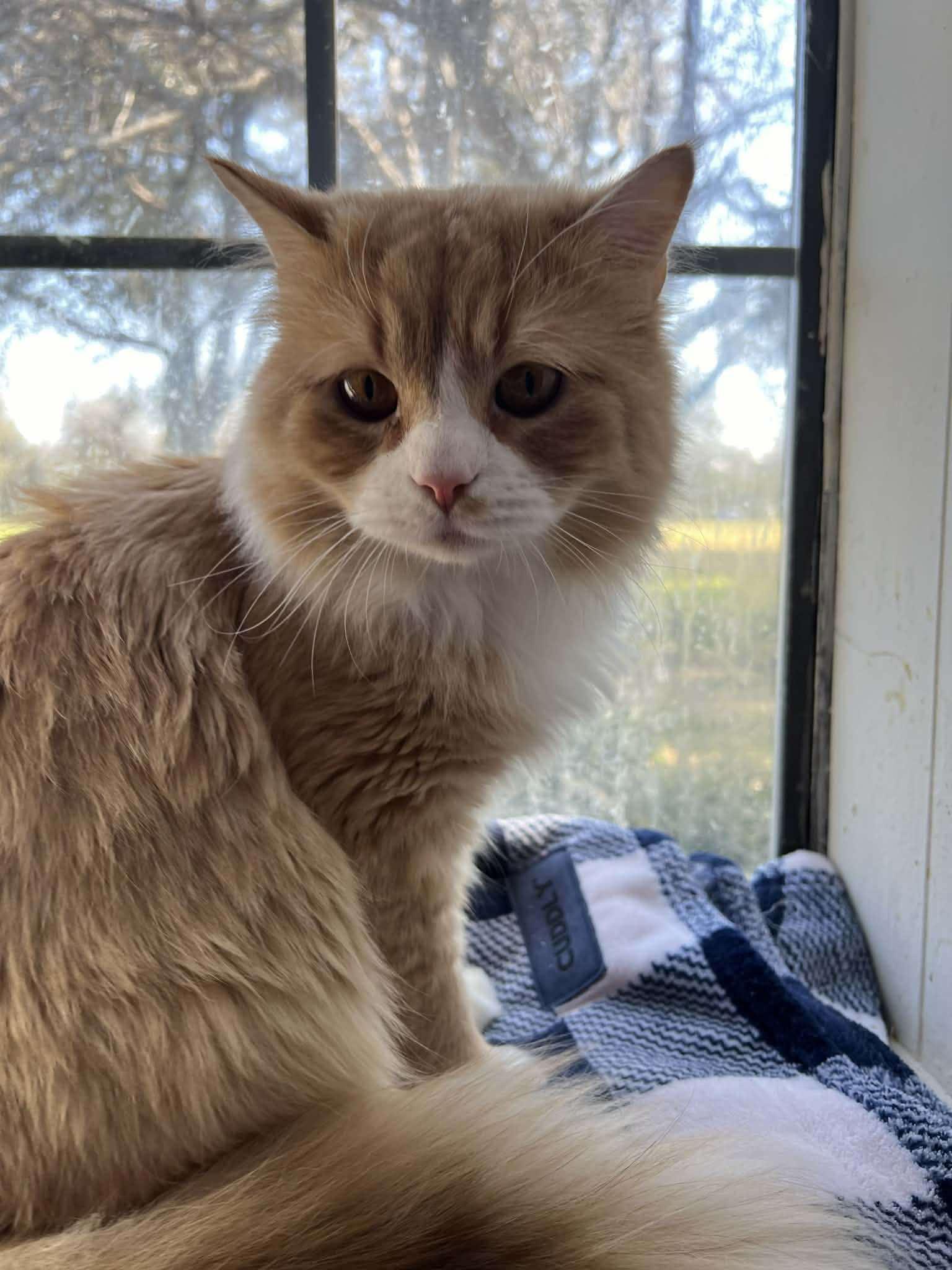 Enlarge Wrigley, a ADOPTABLE mixed breed in Ennis, TX image 4/5