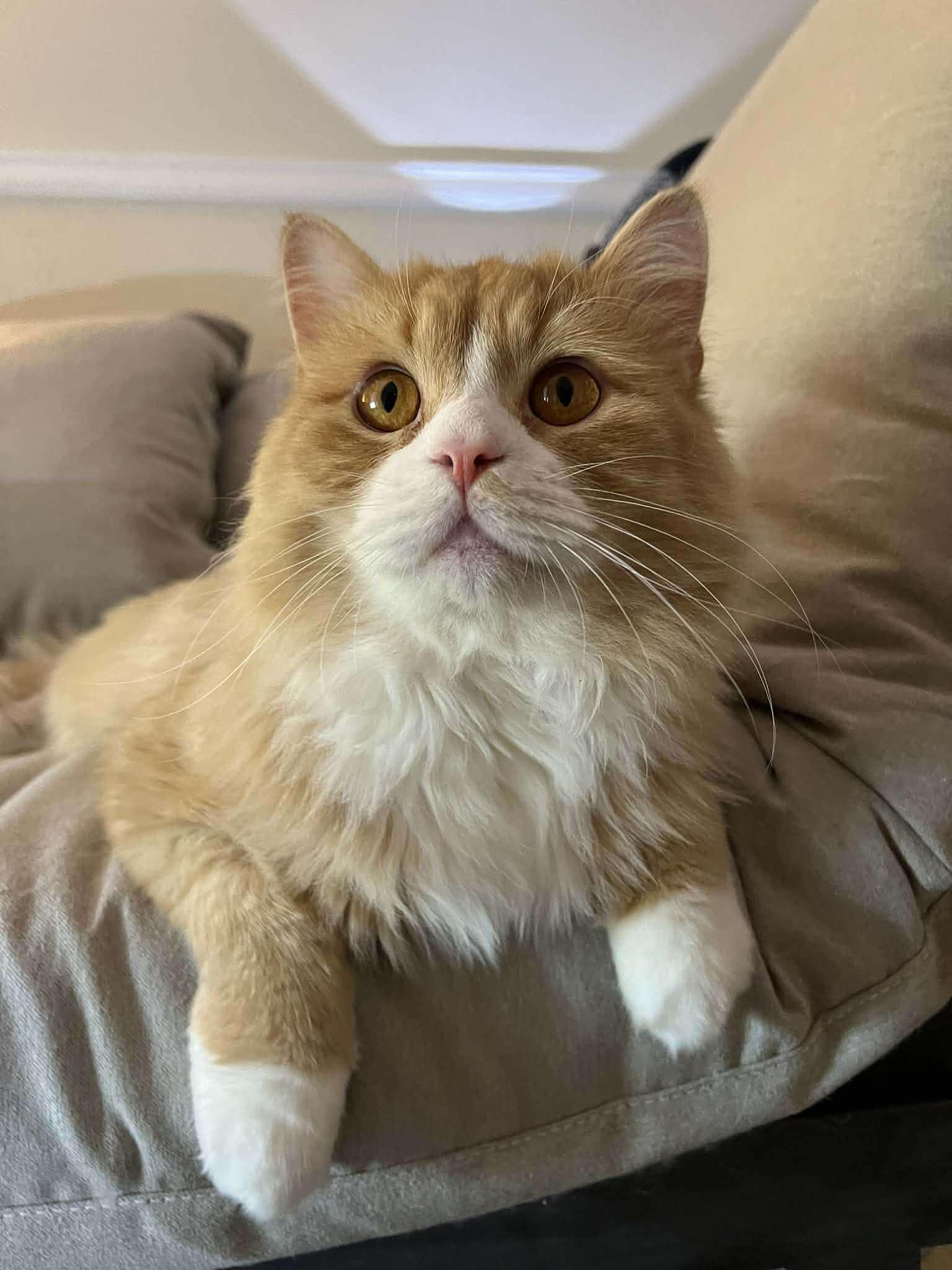 Enlarge Wrigley, a ADOPTABLE mixed breed in Ennis, TX image 2/5