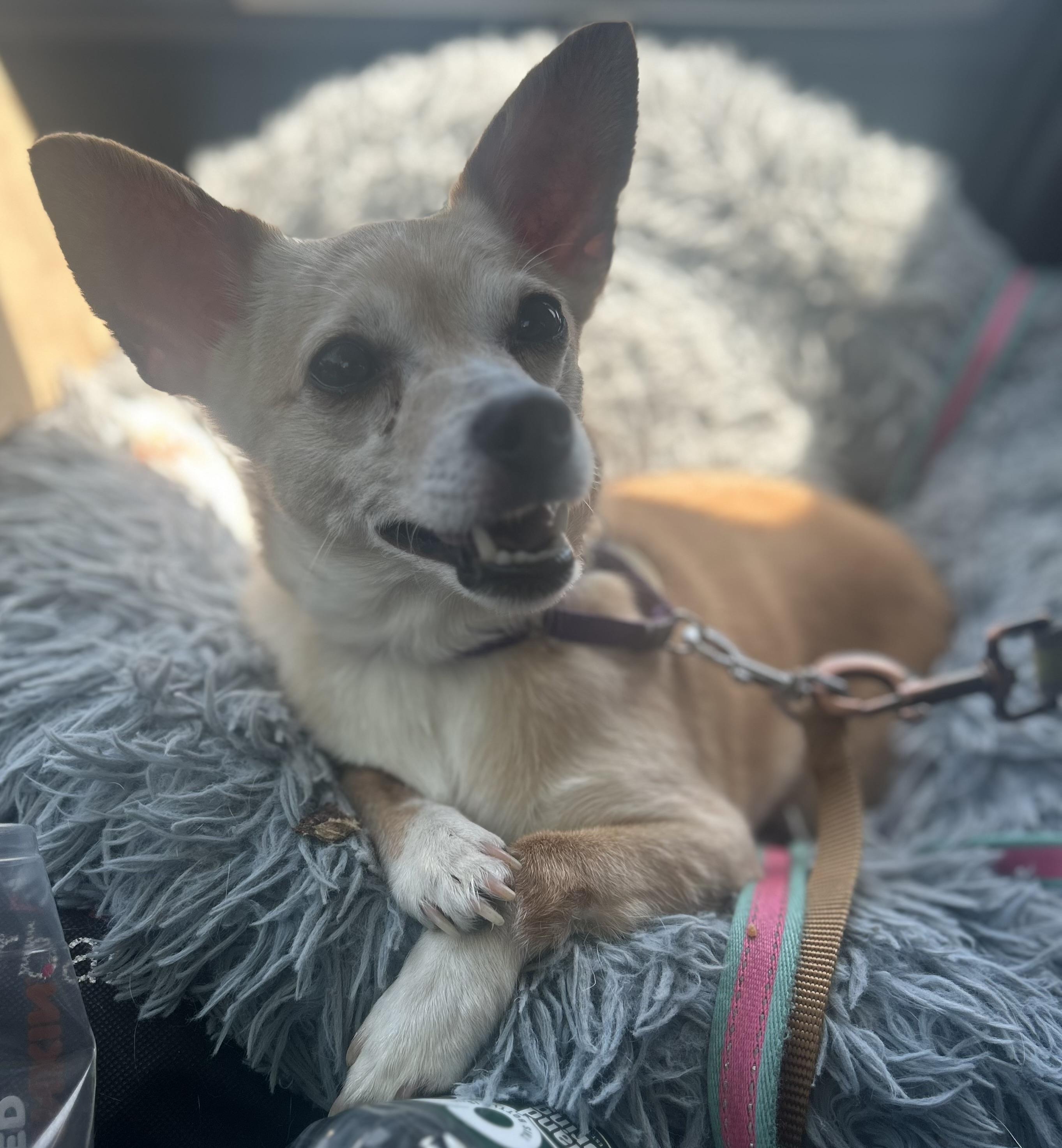 Enlarge Lady Dolly of NJ, a Adoptable mixed breed in Oak Ridge, NJ image 1/4