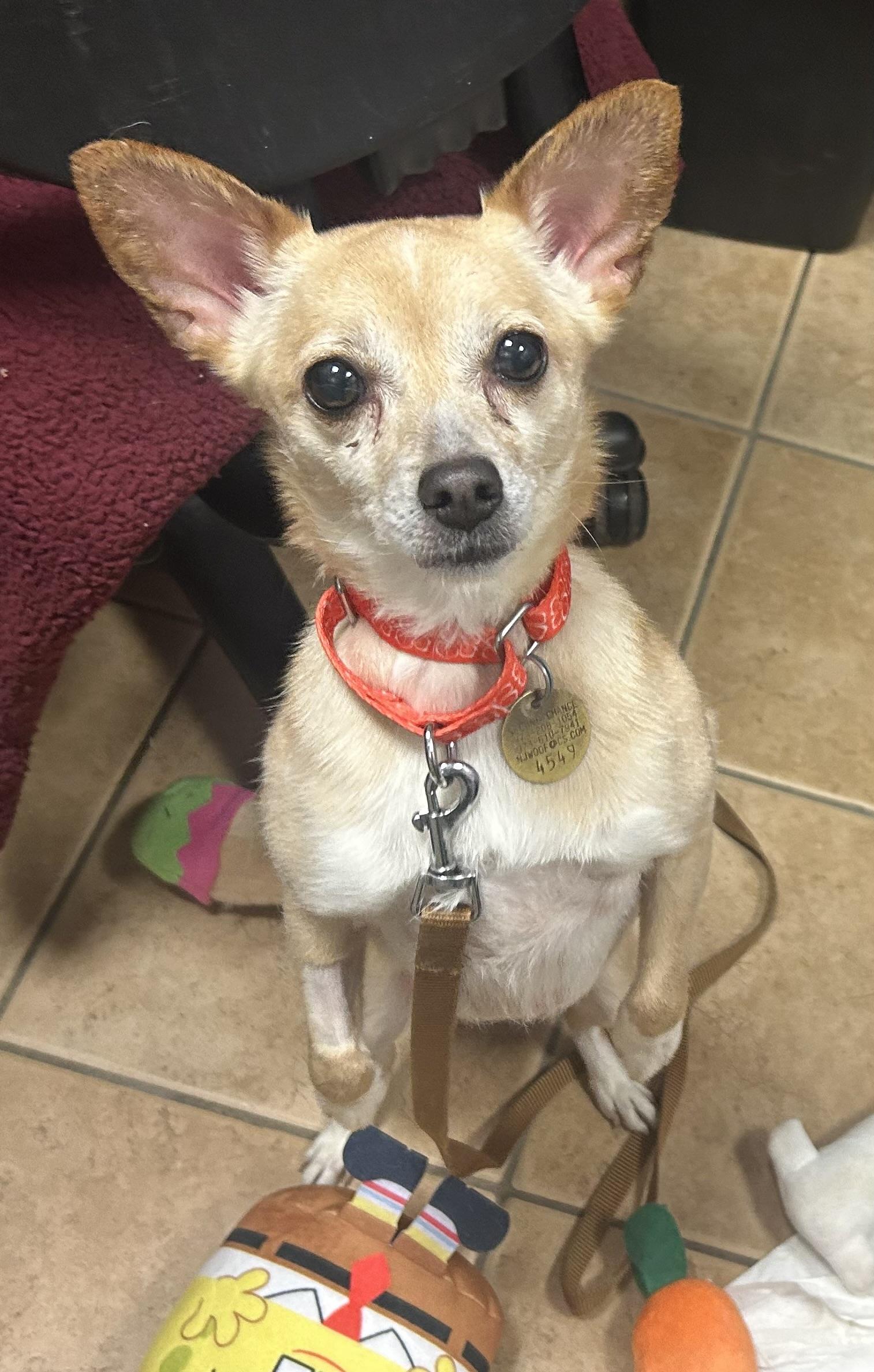 Lady Dolly of NJ, Adoptable, Adult Female Chihuahua & Pomeranian.