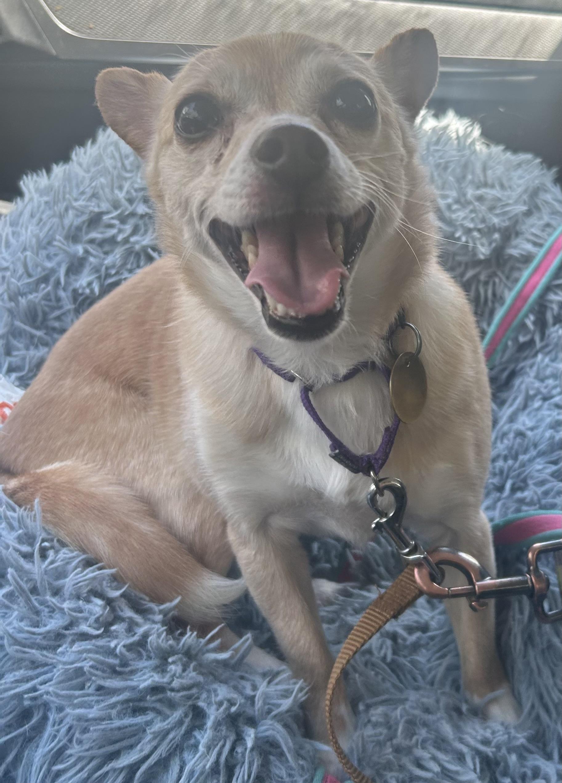 Enlarge Lady Dolly of NJ, a Adoptable mixed breed in Oak Ridge, NJ image 3/4