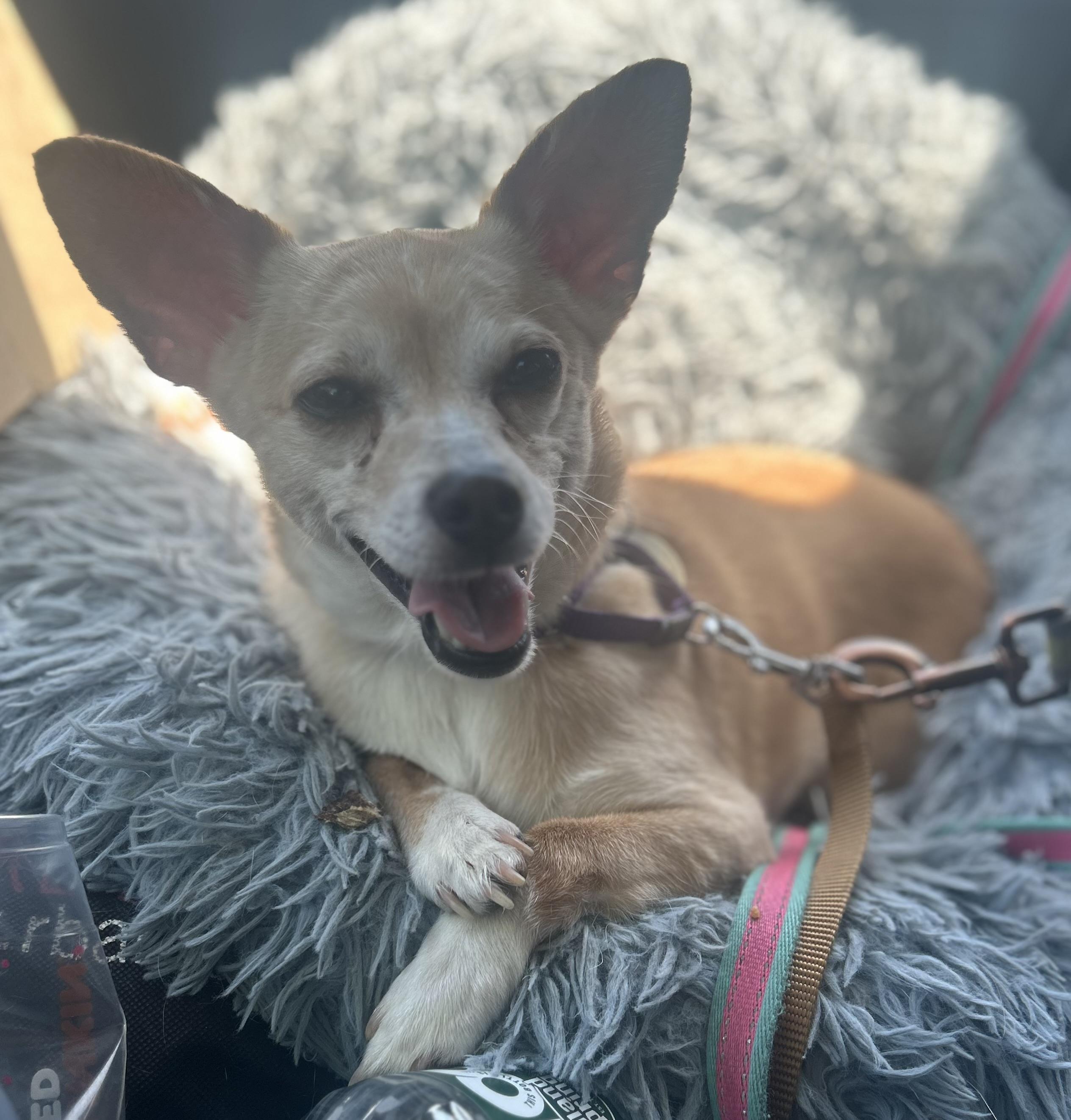 Enlarge Lady Dolly of NJ, a Adoptable mixed breed in Oak Ridge, NJ image 4/4