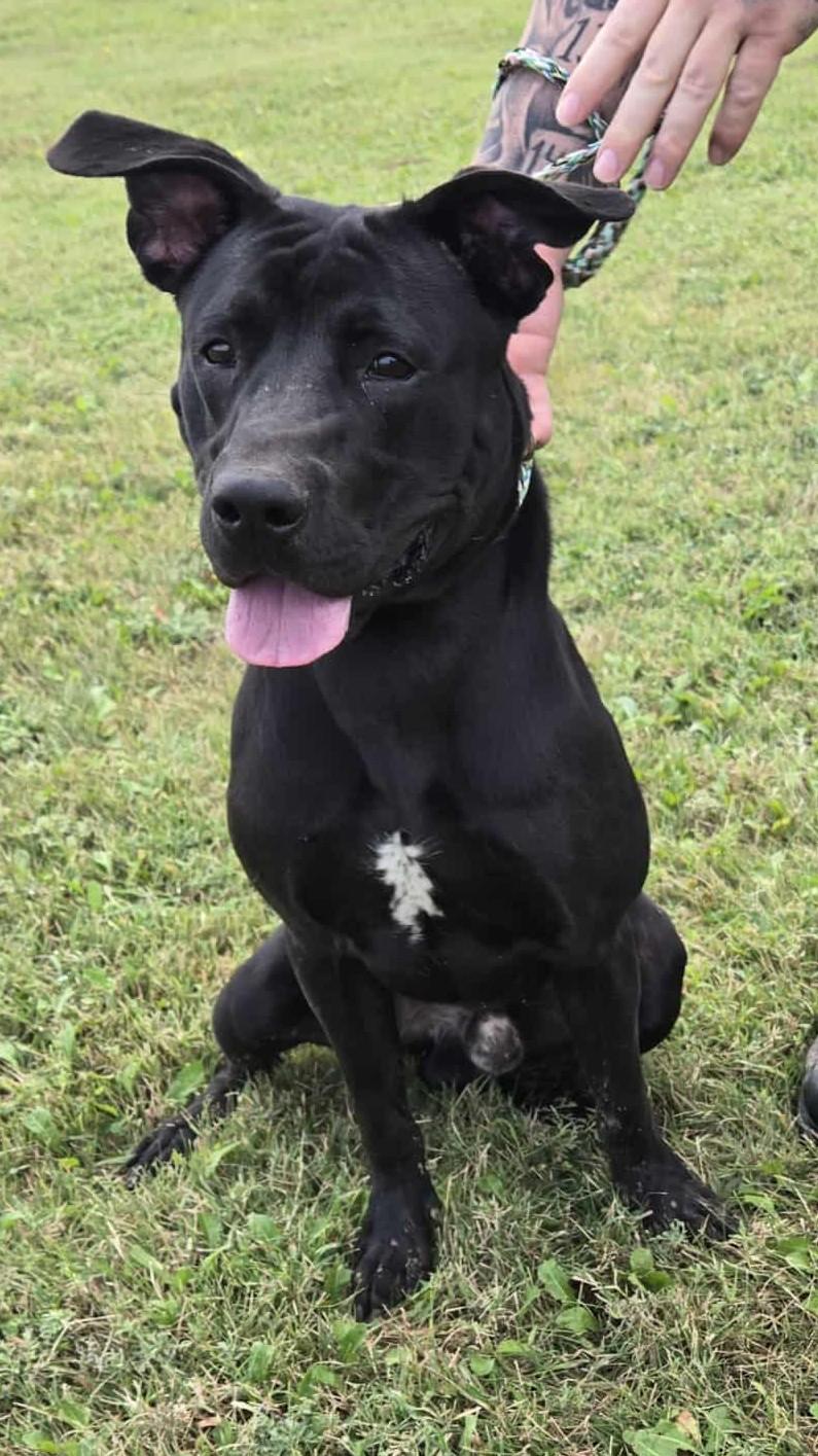 Enlarge Duke, a Adoptable mixed breed in Larned, KS image 1/3