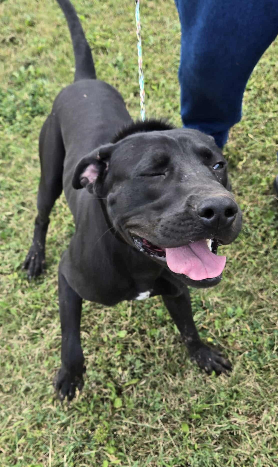 Enlarge Duke, a Adoptable mixed breed in Larned, KS image 2/3