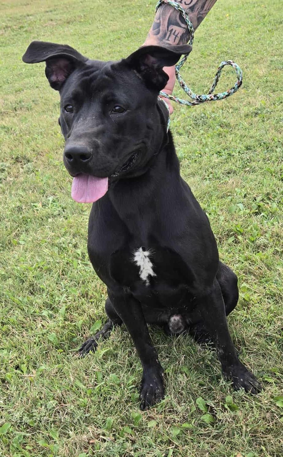Enlarge Duke, a Adoptable mixed breed in Larned, KS image 3/3