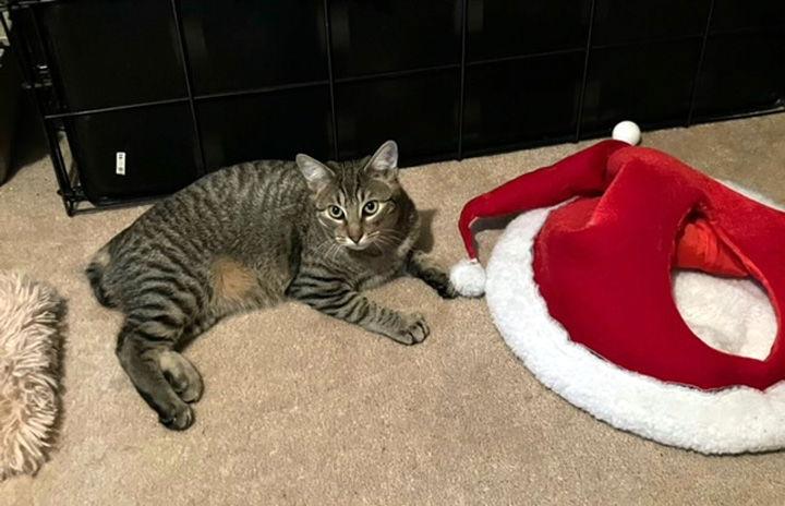 Scooter, a Adoptable mixed breed in Liberty, NC image 2/3