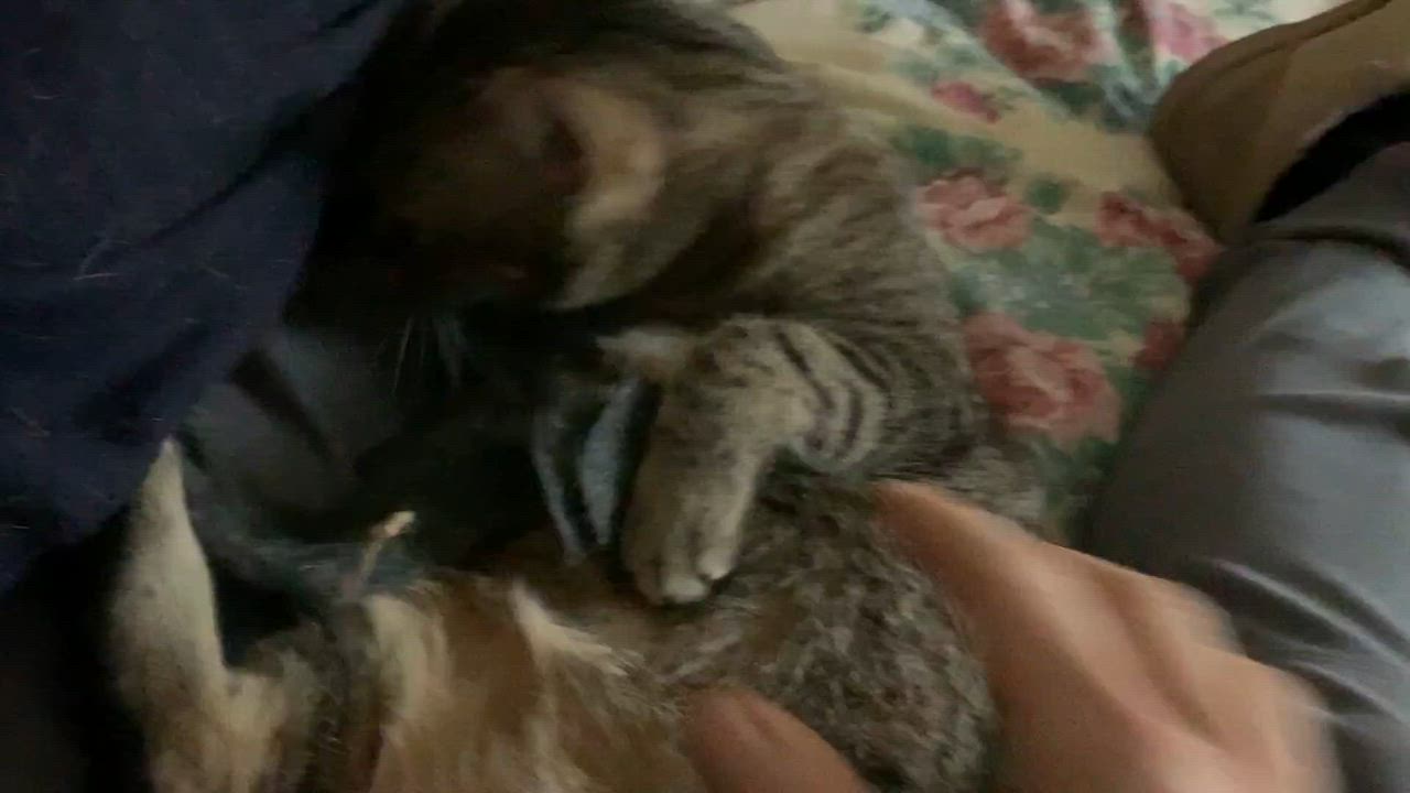 Enlarge Scooter, a Adoptable mixed breed in Liberty, NC video 5/5