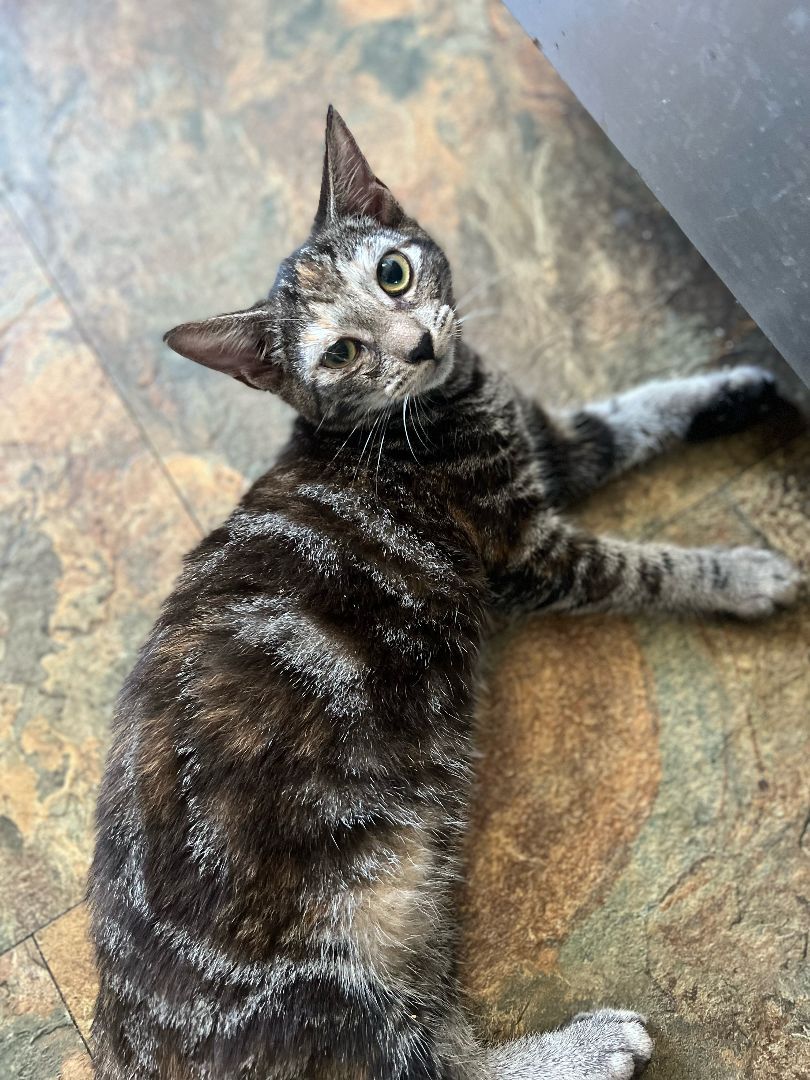 Cinnamon & Stormy, Adoptable, Kitten Female Domestic Short Hair.