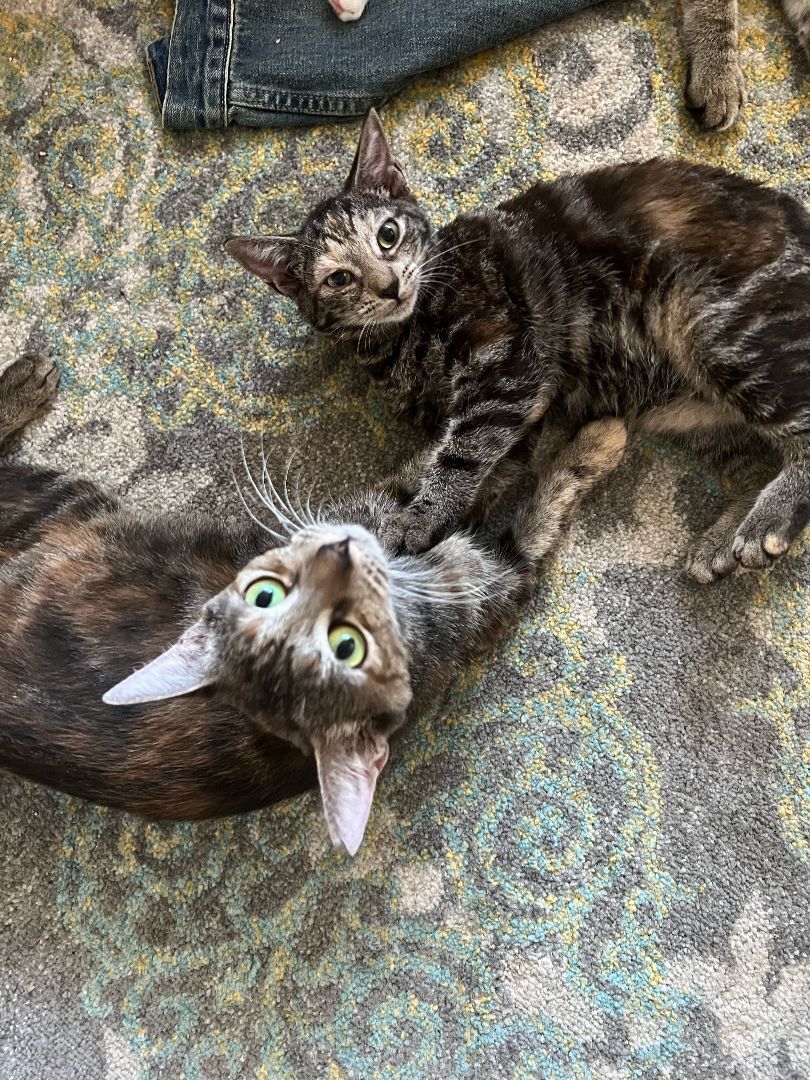 Enlarge Cinnamon & Stormy, a Adoptable Domestic Short Hair in Mililani, HI image 2/7