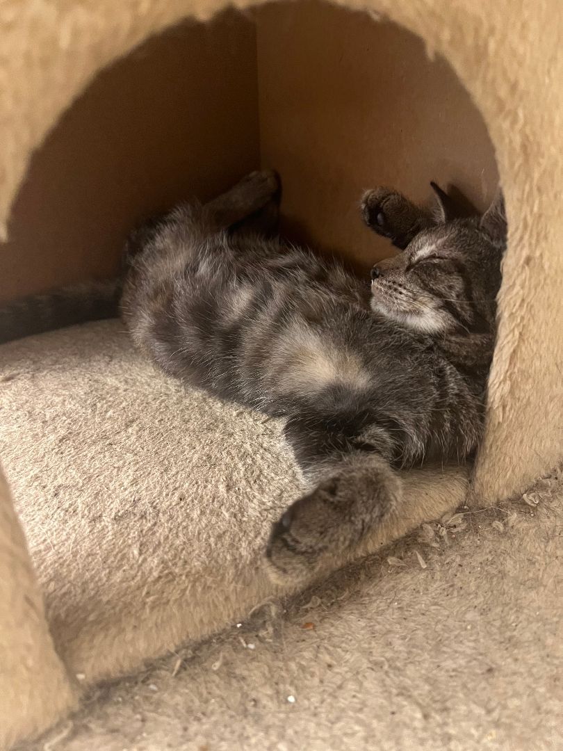 Enlarge Cinnamon & Stormy, a Adoptable Domestic Short Hair in Mililani, HI image 3/7