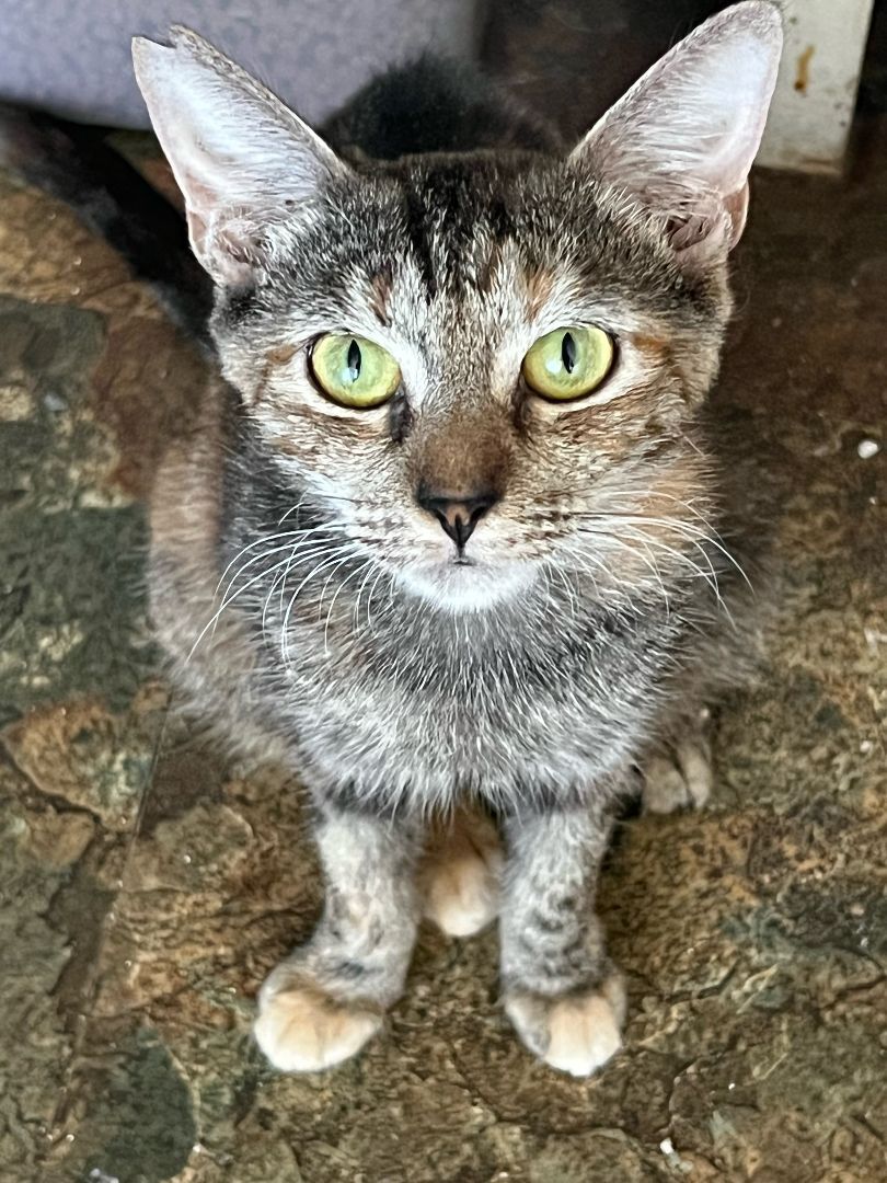 Enlarge Cinnamon & Stormy, a Adoptable Domestic Short Hair in Mililani, HI image 4/7