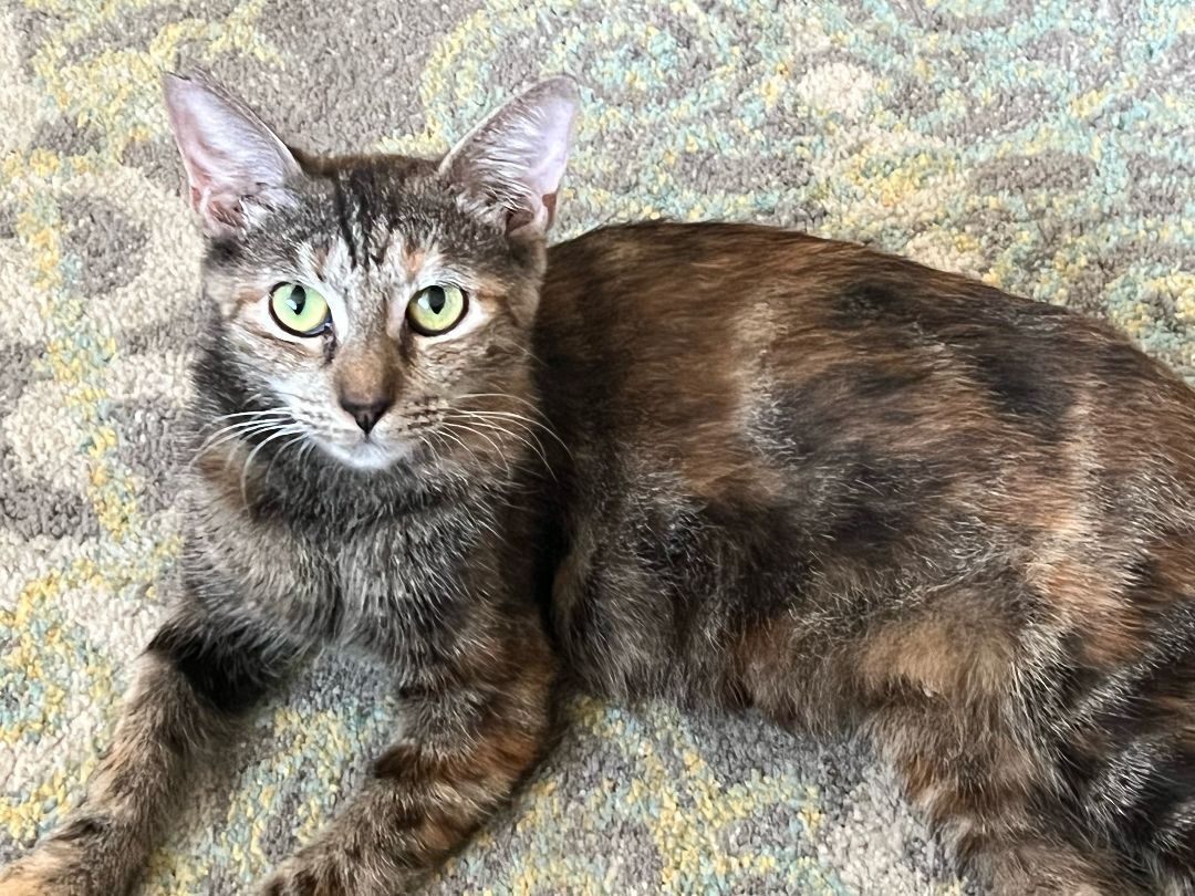 Enlarge Cinnamon & Stormy, a Adoptable Domestic Short Hair in Mililani, HI image 5/7