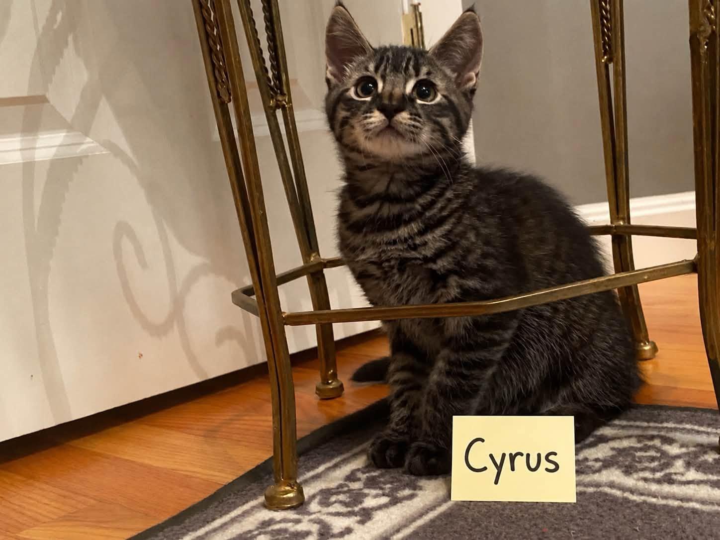 Cyrus - Kitten, Adopted, Kitten Male Domestic Short Hair.