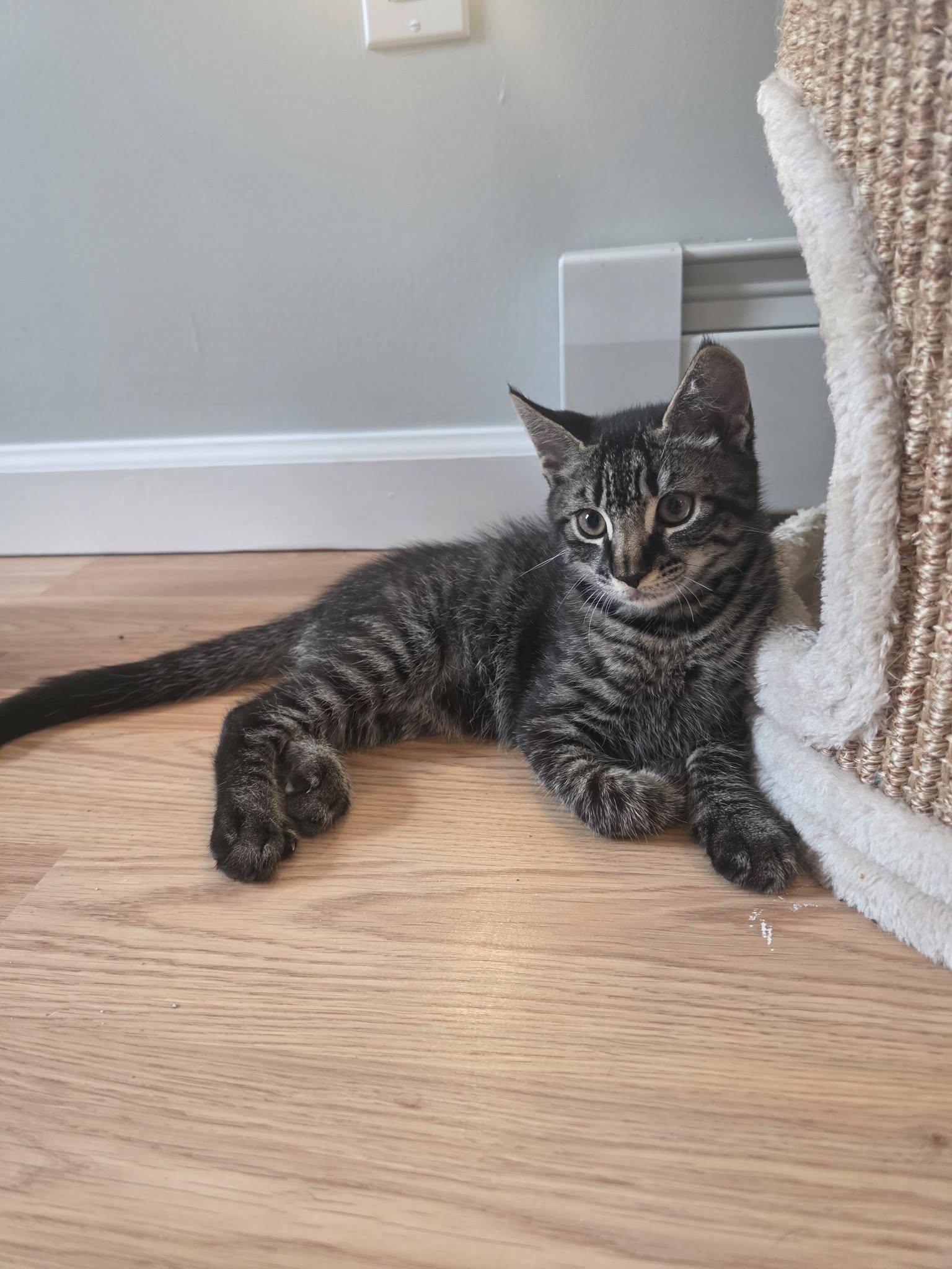 Cyrus - Kitten, a Adopted Domestic Short Hair in Enfield, CT image 2/2