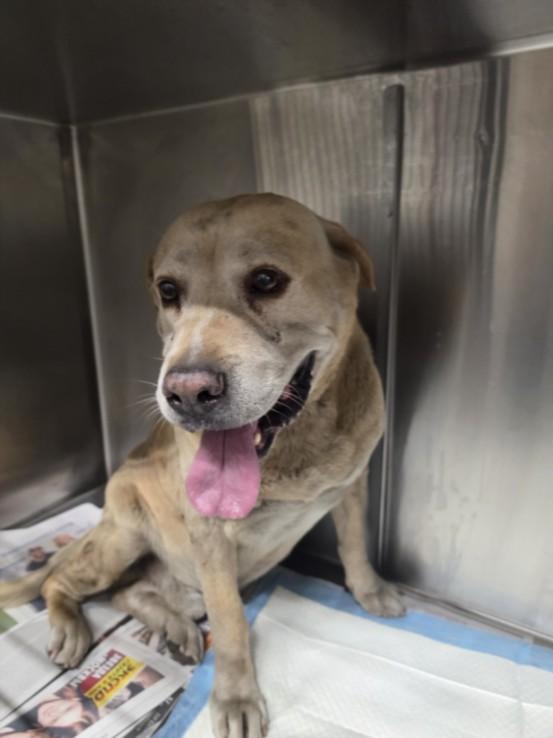 Enlarge REX, a Adoptable Mixed Breed in Los Angeles, CA image 1/1