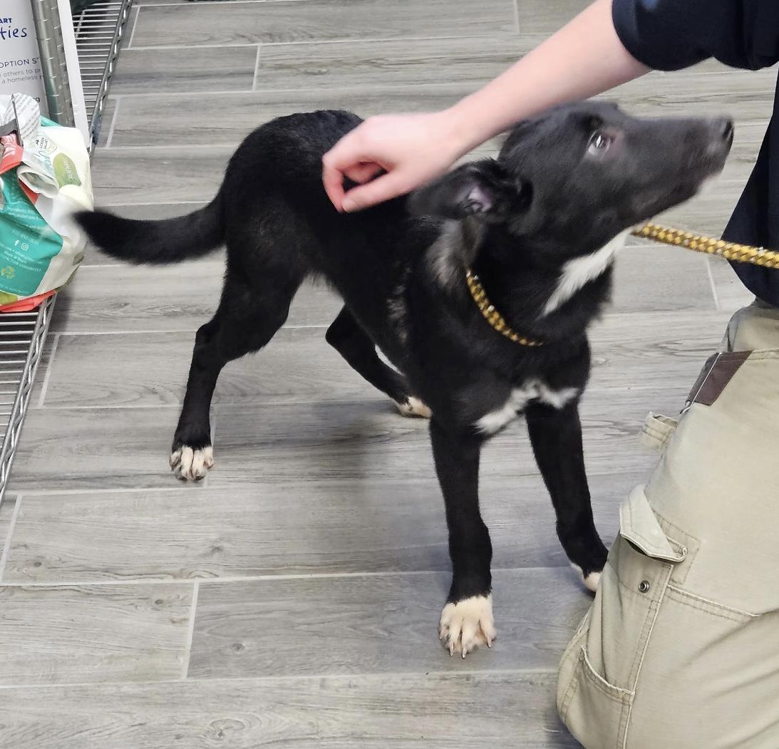 Enlarge Sunny, a Adopted mixed breed in Charlestown, RI image 2/6