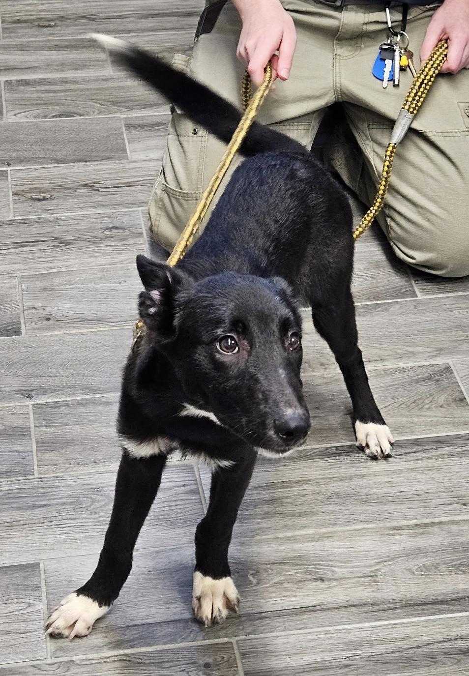 Enlarge Sunny, a Adopted mixed breed in Charlestown, RI image 3/6