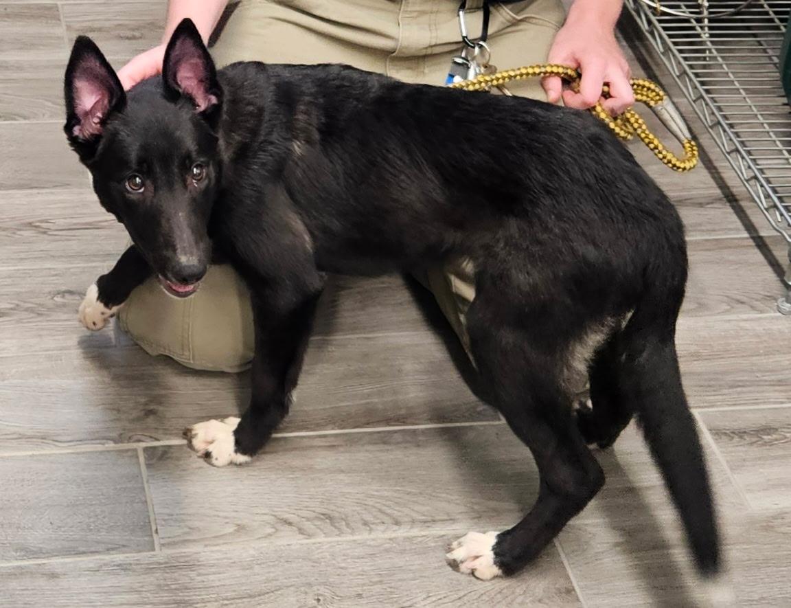 Enlarge Sunny, a Adopted mixed breed in Charlestown, RI image 4/6