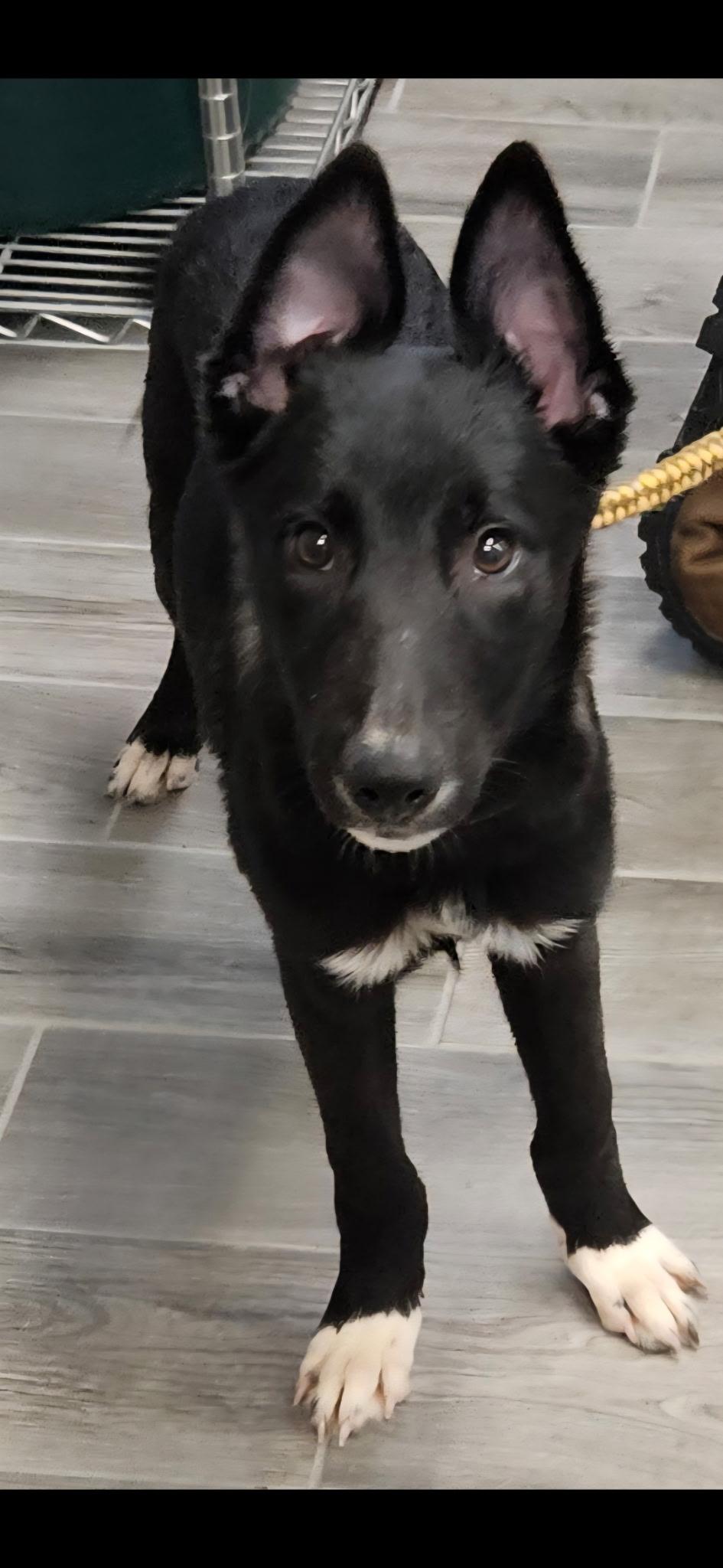 Sunny, Adopted, Puppy Male Border Collie & Labrador Retriever.