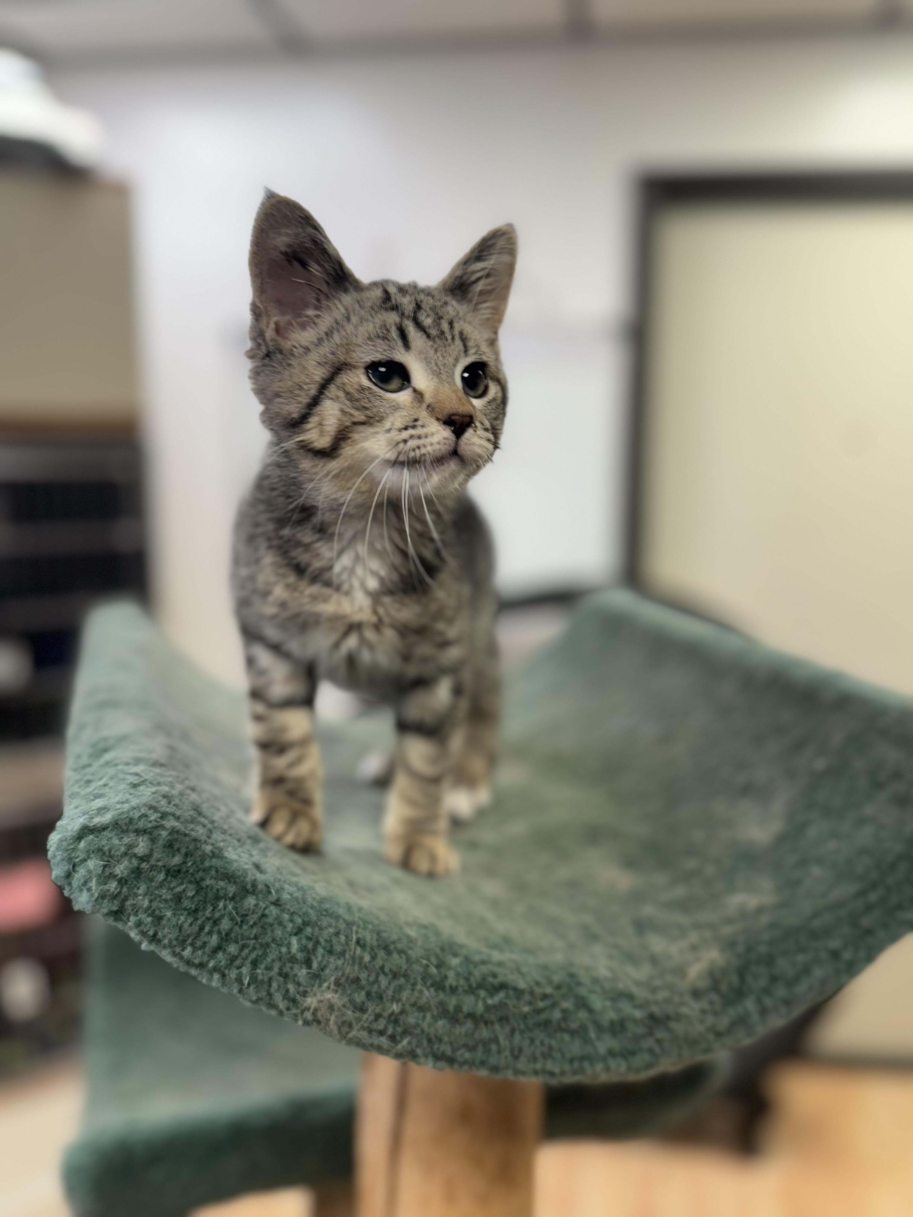 Kelly, Baby Female Domestic Medium Hair