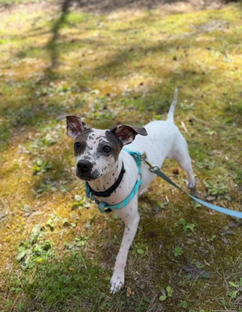Enlarge Bijou, a Adoptable mixed breed in Ellijay, GA image 2/3