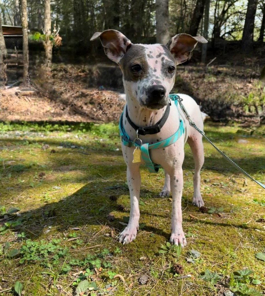 Enlarge Bijou, a Adoptable mixed breed in Ellijay, GA image 3/3