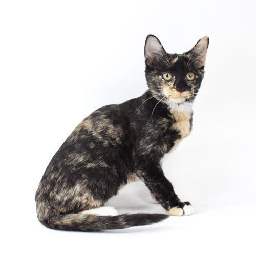 IrmaGene, Adoptable, Kitten Female Domestic Short Hair.