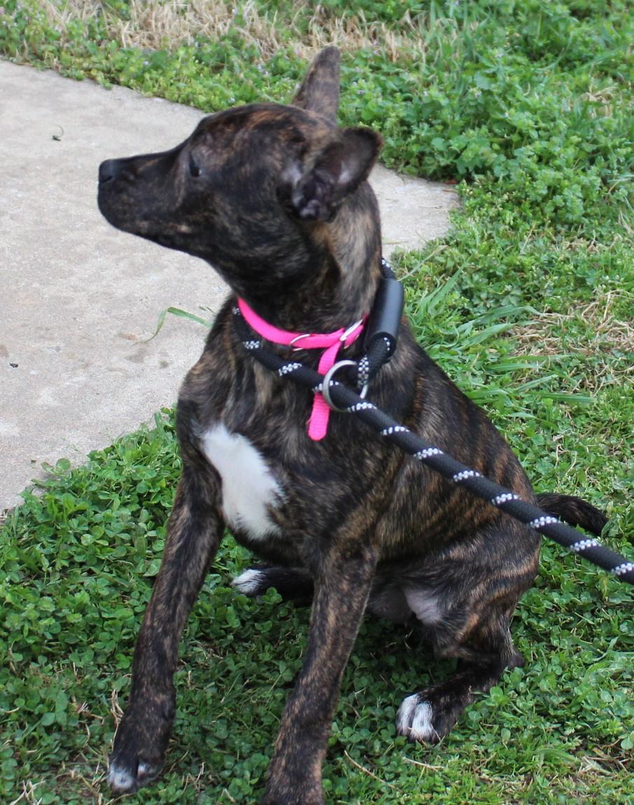Enlarge PENNY, a ADOPTABLE mixed breed in Claremore, OK image 4/4