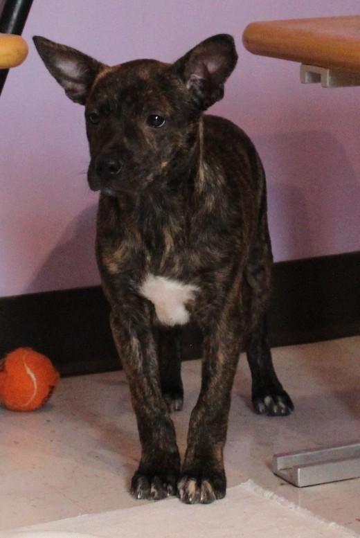 Enlarge PENNY, a ADOPTABLE mixed breed in Claremore, OK image 1/4