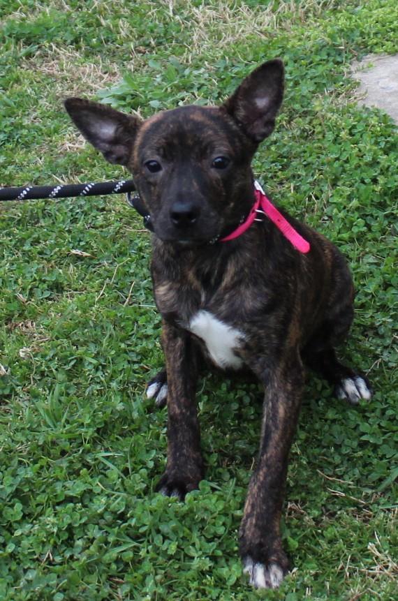 Enlarge PENNY, a ADOPTABLE mixed breed in Claremore, OK image 3/4
