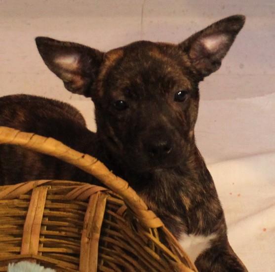 Enlarge PENNY, a ADOPTABLE mixed breed in Claremore, OK image 2/4