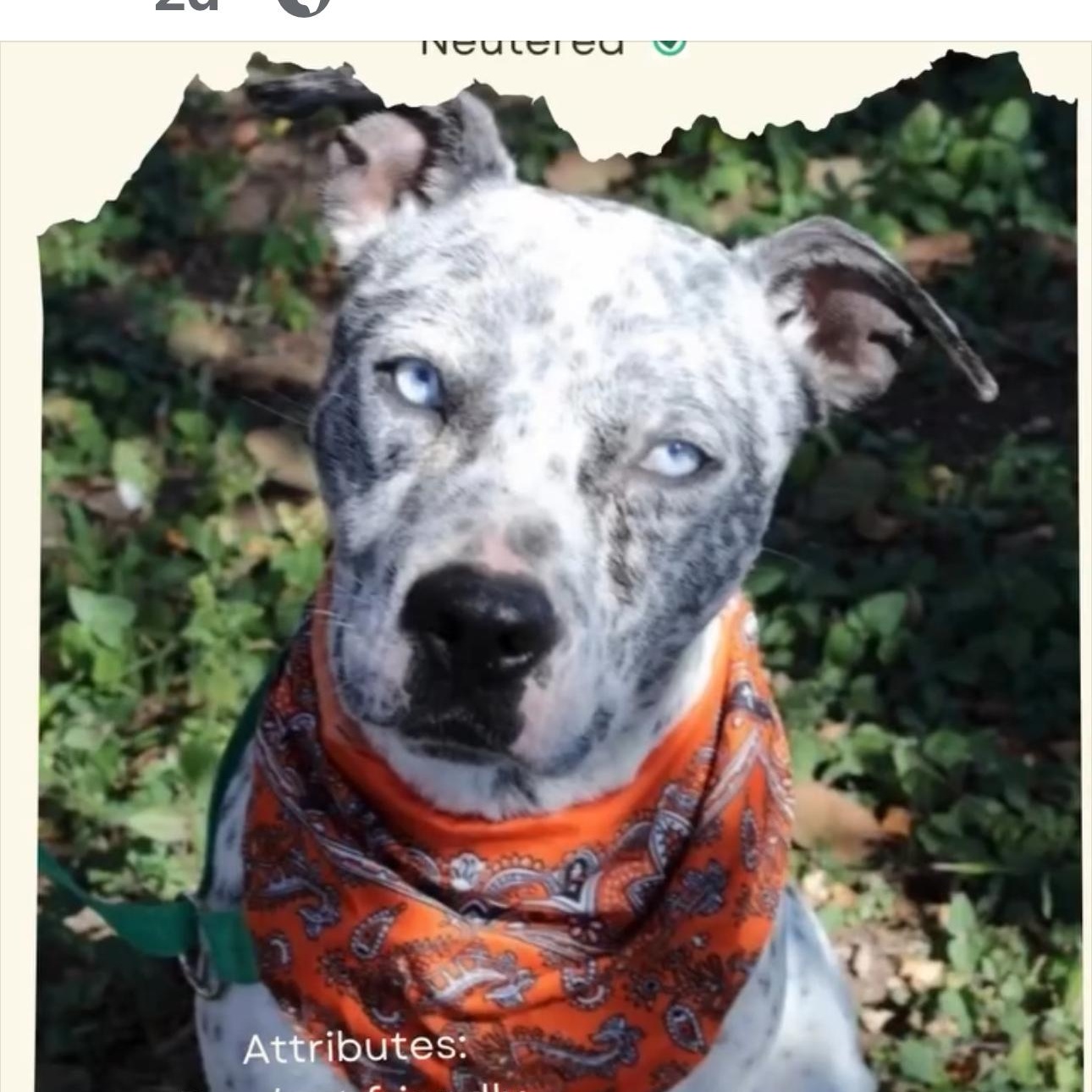 Pìnto, adoptable, Young Male Australian Cattle Dog / Blue Heeler.