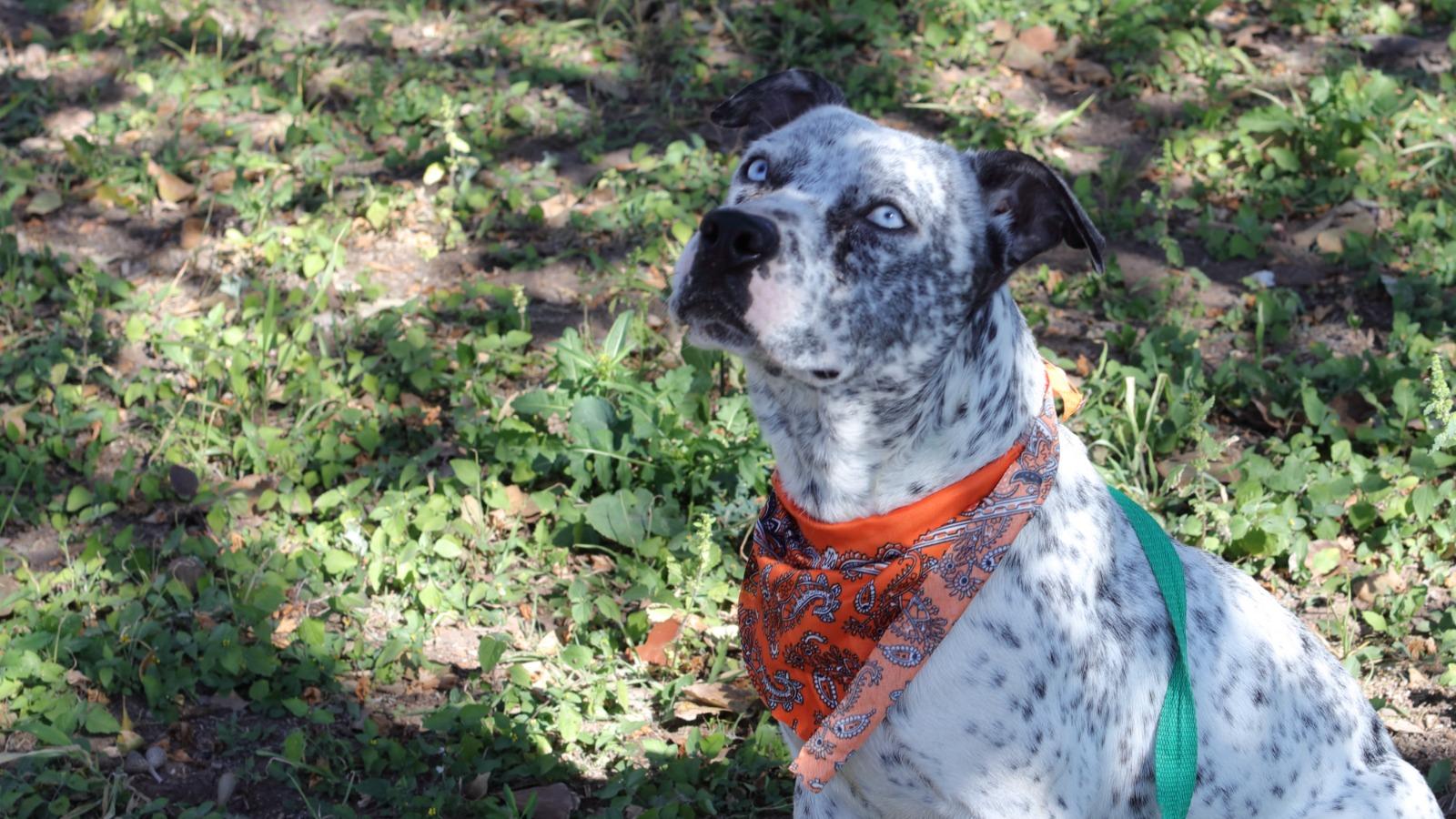 Enlarge Pìnto, an adoptable mixed breed in Plano, TX image 4/4