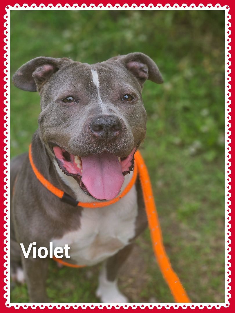 VIOLET