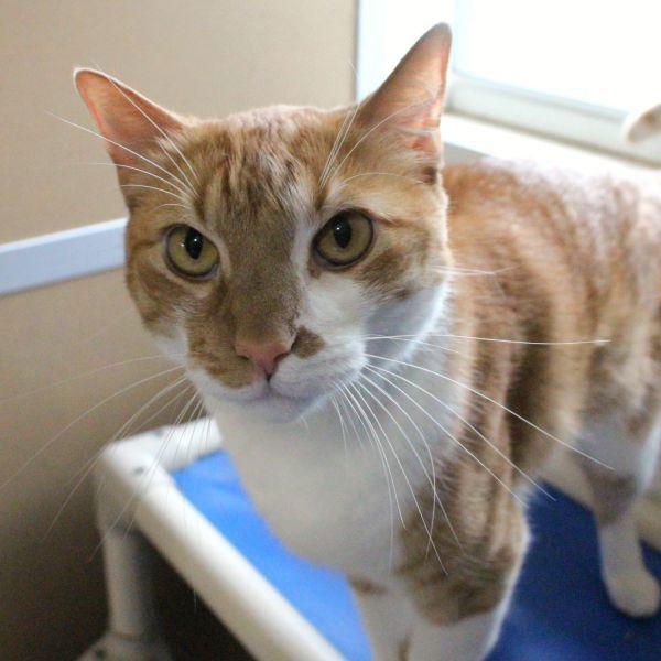 Enlarge Mr. Jones, a Adoptable mixed breed in Des Moines, IA image 2/2