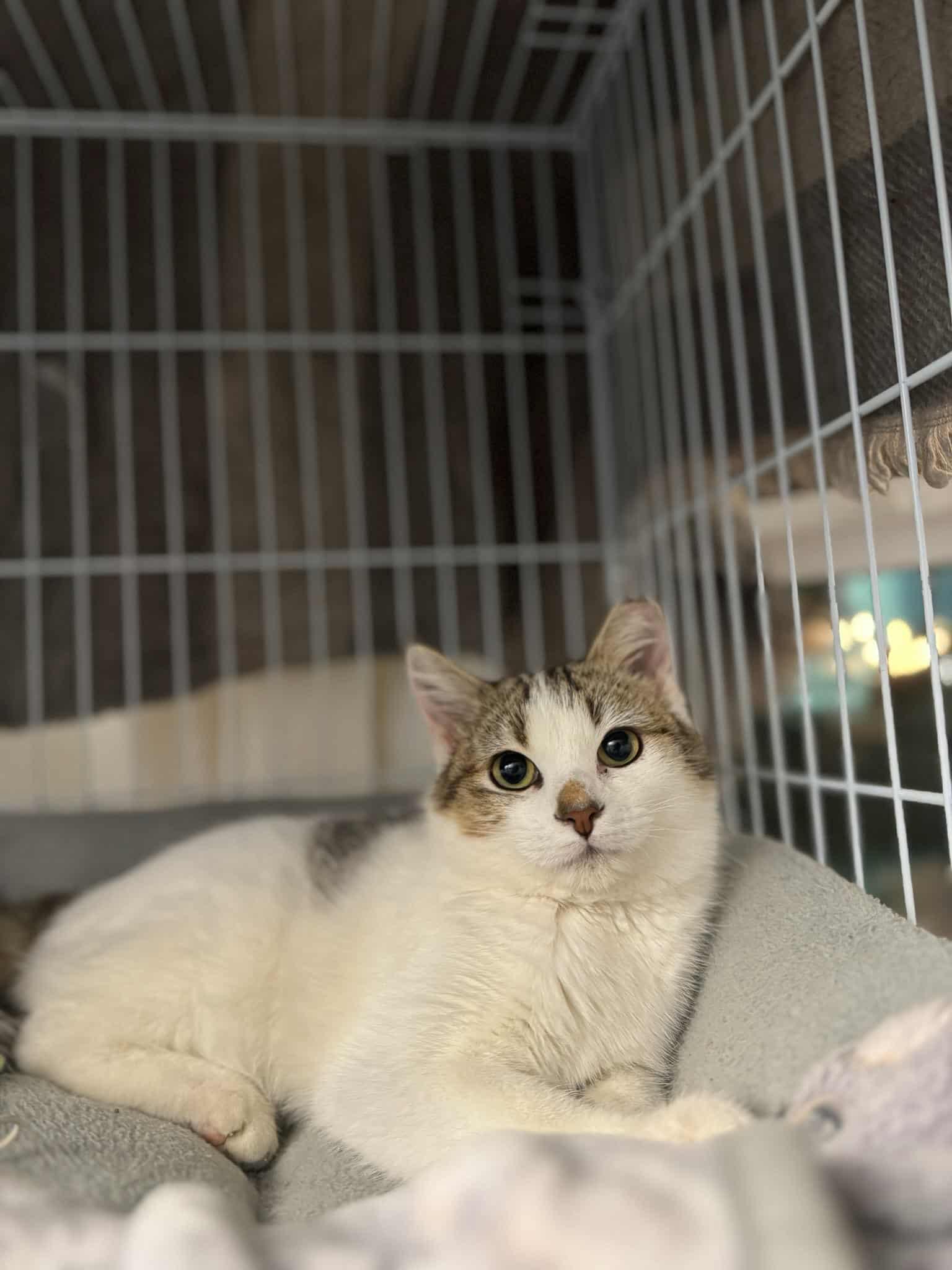 Princess Snowball, a Adoptable Domestic Short Hair in Tulsa, OK image 1/6