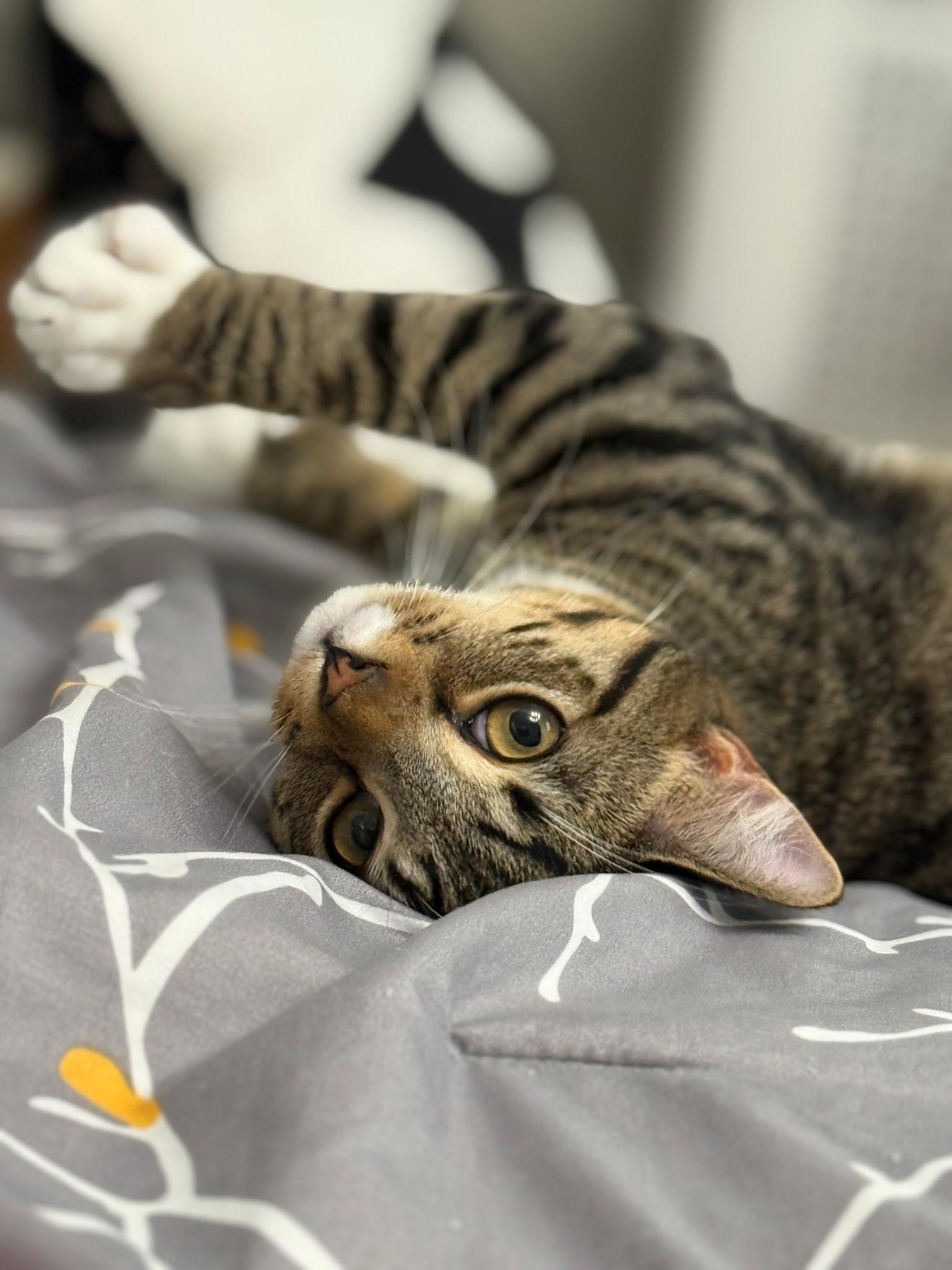 TRACKER & SCOUT, Adoptable, Young Male Domestic Short Hair.