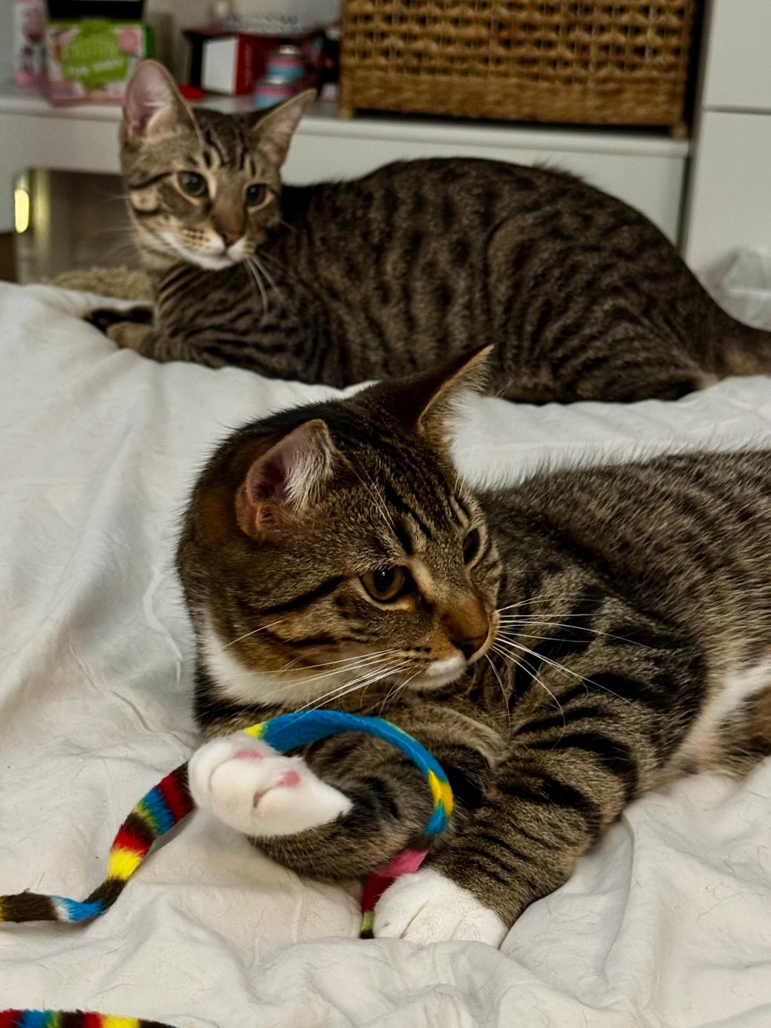 Enlarge TRACKER & SCOUT, a Adoptable Domestic Short Hair in New York, NY image 3/6