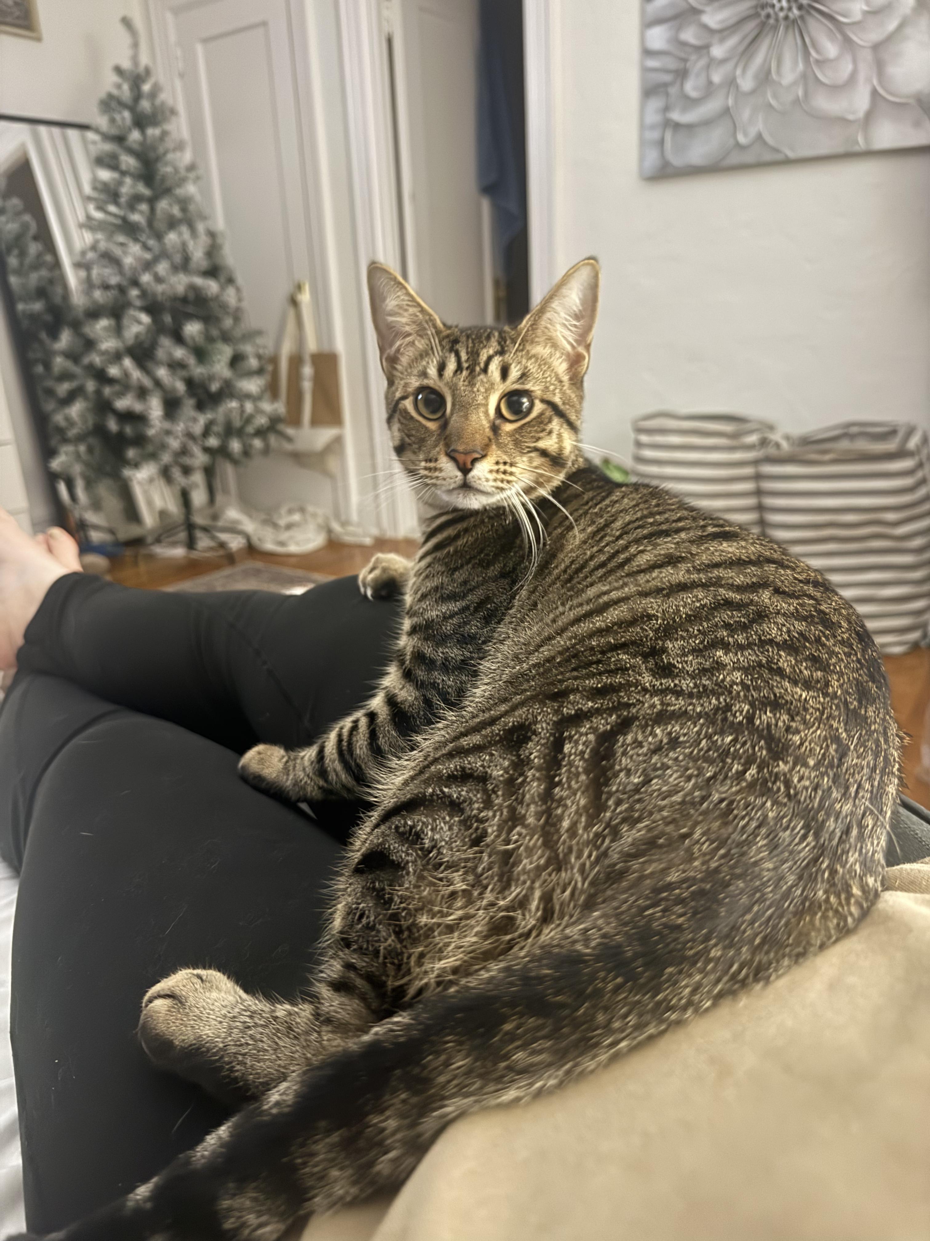 Enlarge TRACKER & SCOUT, a Adoptable Domestic Short Hair in New York, NY image 2/6
