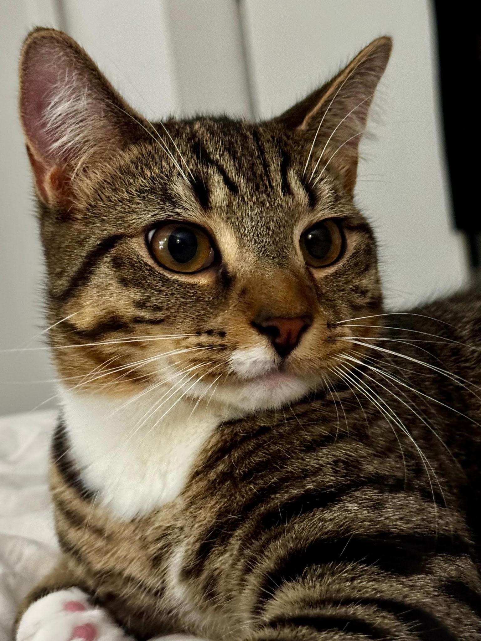 Enlarge TRACKER & SCOUT, a Adoptable Domestic Short Hair in New York, NY image 4/6