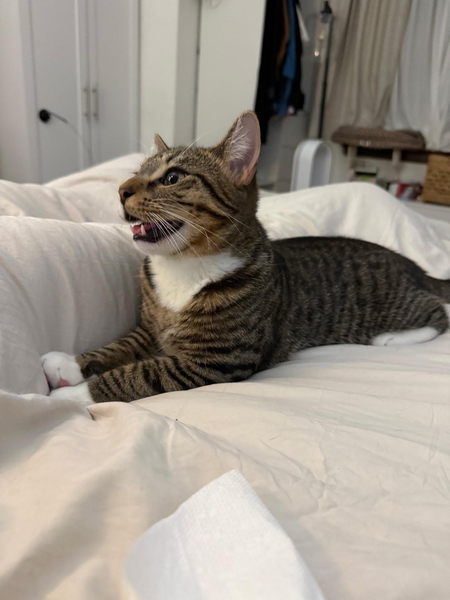 Enlarge TRACKER & SCOUT, a Adoptable Domestic Short Hair in New York, NY image 5/6